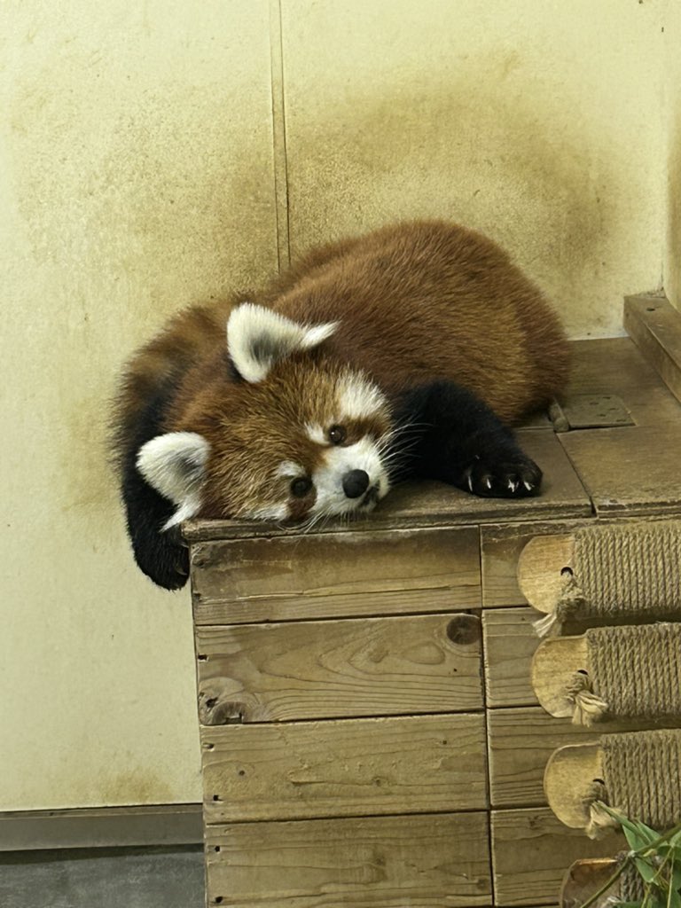 ChibaZoo's tweet photo. 夏恒例、みいちゃん、かわいい寝🩷（飼1）
#千葉市動物公園
#レッサーパンダ https://t.co/2VidGYLvob