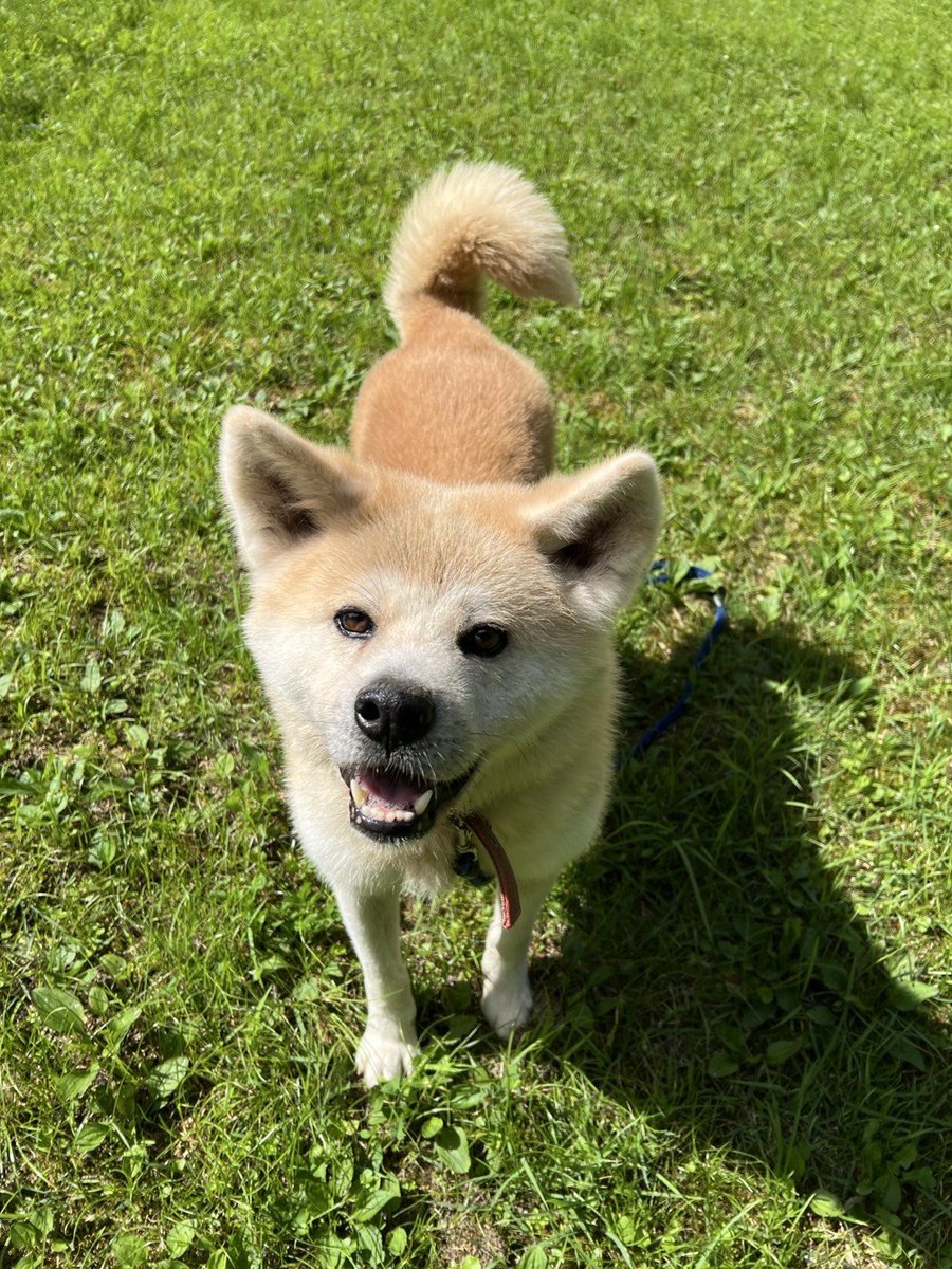 isshokennnesaga's tweet photo. 譲渡犬4-250220-1
※この子はいっしょけんねではなく管理センターにいます。
犬種 :秋田犬
性別 :男の子
年齢 :4才（推定）
性格 :秋田犬らしい繊細な一面もありますが、基本的には穏やかで落ち着いた男の子です。
お散歩の時は嬉しそうな笑顔を見せながらルンルンと歩いて行きます♪ https://t.co/f4NU8rLcTC