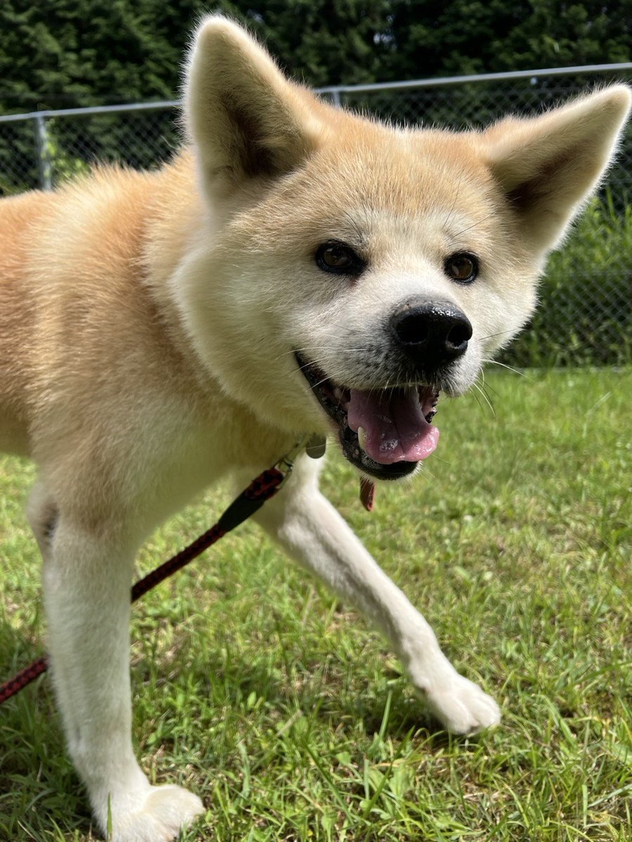 isshokennnesaga's tweet photo. 譲渡犬4-250220-1
※この子はいっしょけんねではなく管理センターにいます。
犬種 :秋田犬
性別 :男の子
年齢 :4才（推定）
性格 :秋田犬らしい繊細な一面もありますが、基本的には穏やかで落ち着いた男の子です。
お散歩の時は嬉しそうな笑顔を見せながらルンルンと歩いて行きます♪ https://t.co/f4NU8rLcTC