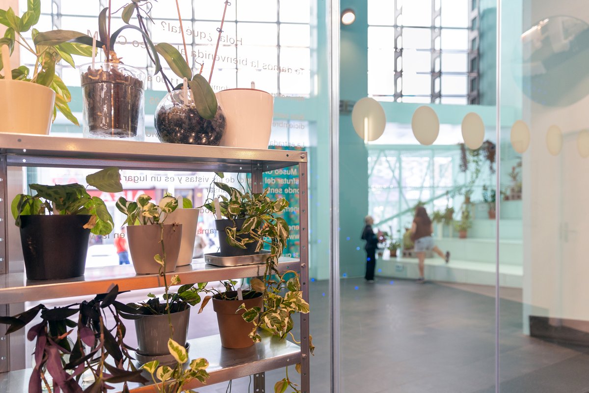 CA2M_Madrid's tweet photo. Un verano más, el museo se transforma en un espacio pensado para combatir el calor a la fresca.
👉Y crear una red de cuidados para plantas de personas que se ausenten en vacaciones.
📆 viernes 21 agosto
✅Actividad gratuita
ℹ️https://t.co/rIEjOHh5bI https://t.co/9KozI0aOJ7