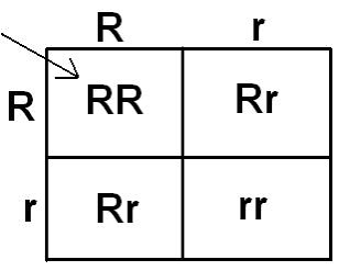 ocsbase2's tweet photo. siapa yg pernah calculate genetik oc! nya pake punnett square https://t.co/dSXIV4bJSk