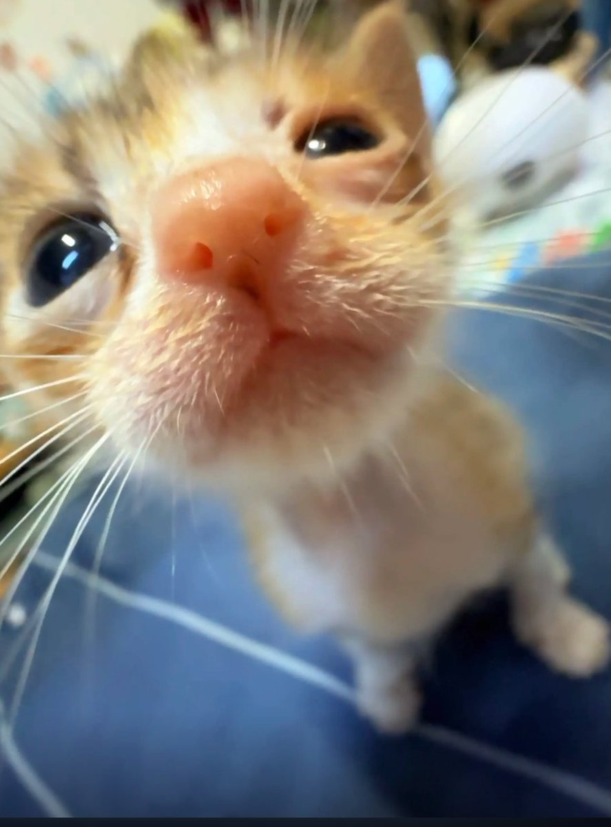 culKitten's tweet photo. https://t.co/8xKN1hV1YU