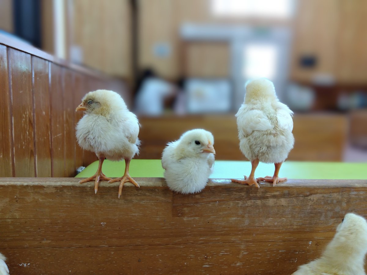 kidohirune's tweet photo. 生後３週間でたくましくなり、ふちでくつろぐヒヨコさん達🐥
#東武動物公園 https://t.co/WPZkG9AQuw