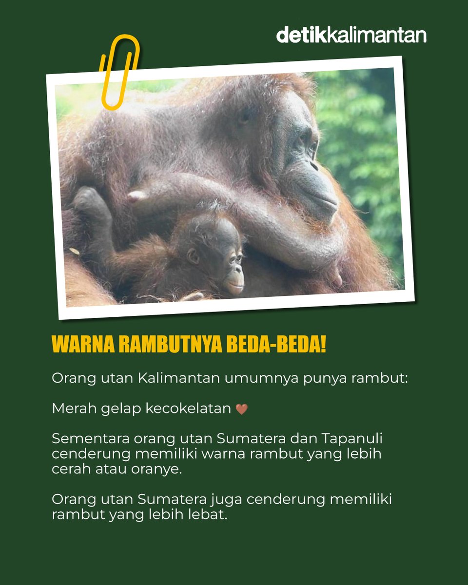 detikTravel's tweet photo. Selamat Hari Orang Utan Sedunia! ❤️
#detiktravel #HariOrangUtanSedunia #Lestari https://t.co/9UrkdadrZg