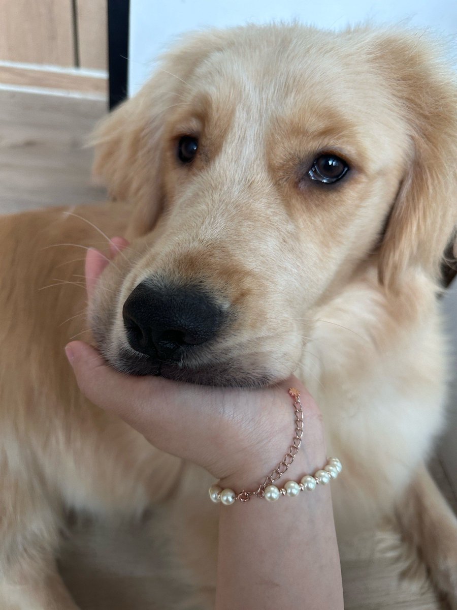 EvaMylesfp's tweet photo. Mi perro me hace sonreír cada día sin importar nada — la mejor compaía del mundo!， https://t.co/vC6GpE4Dn3