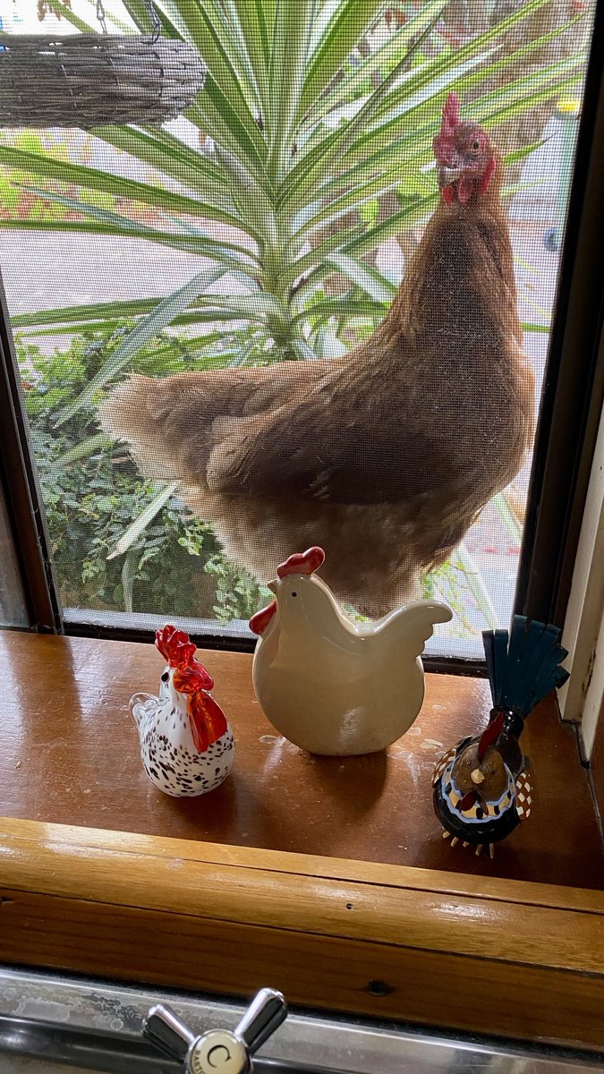 mitzyelliott's tweet photo. #windowWednesday 
#Thelma 🐓🧡 https://t.co/2afYROPbxk