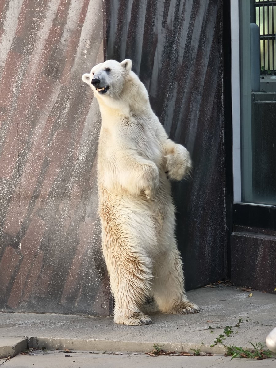 WingmaxA's tweet photo. 随分とご無沙汰でした。
26.8.14
#デア https://t.co/hamJdIuaYS