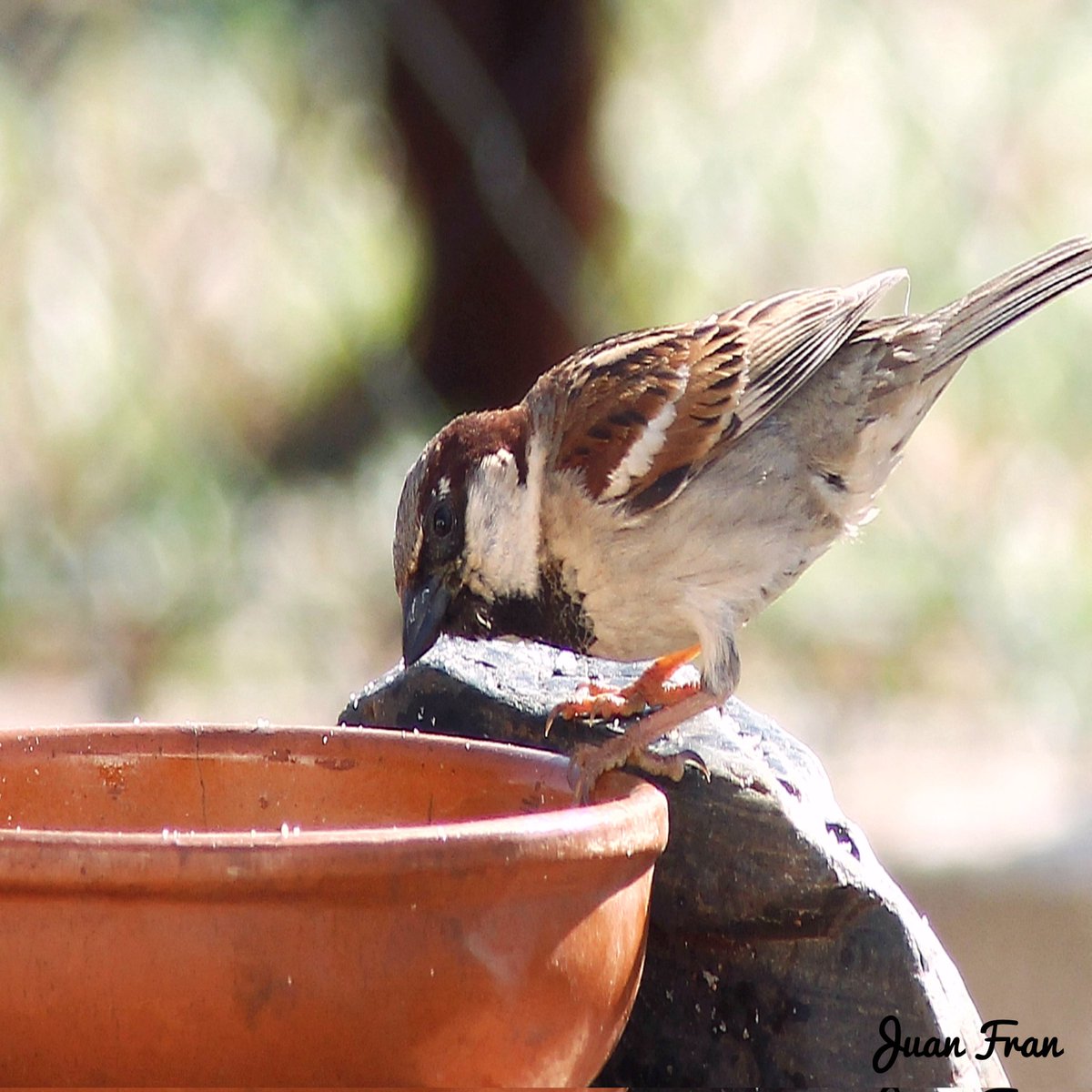 Juanfra07suarez's tweet photo. GoRRióN CoMúN ...!!
#pajarosextremadura #naturaphotography #naturaleza #avifauna #ornitologia #aves #pajaros #birds #extremadura https://t.co/6D2OQt3GSM