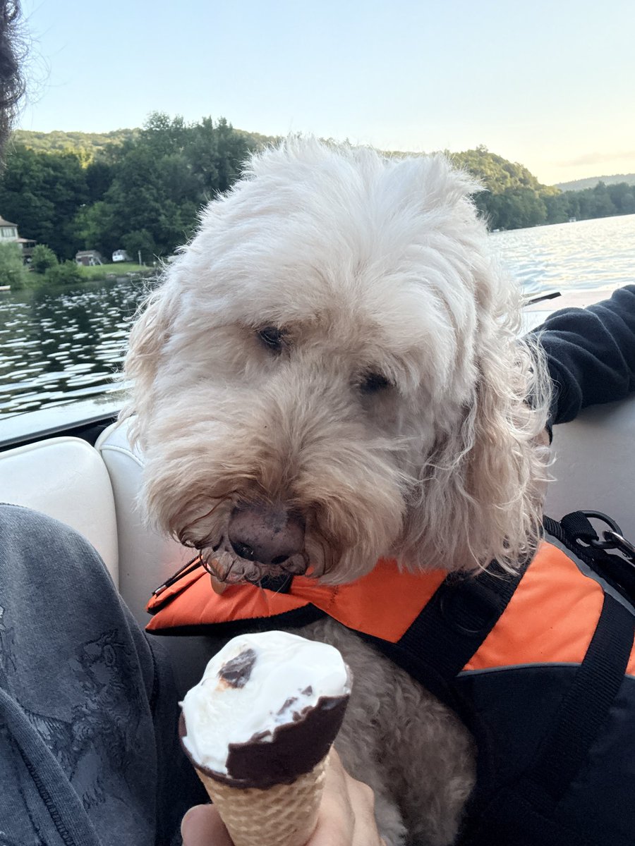 TCKyriakides's tweet photo. Να σας βλέπει κλπ κλπ…
#dogsofBethany https://t.co/HnbGVB2mFU