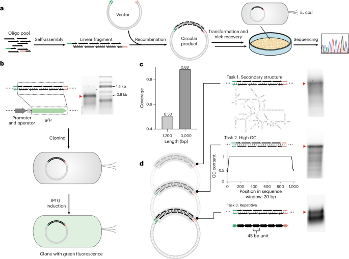 NatureBiotech's tweet photo. High-throughput synthesis of DNA fragments by molecular self-assembly of overlapping oligonucleotides https://t.co/Ri2GFnXuBT https://t.co/cQ8L7Dtjav