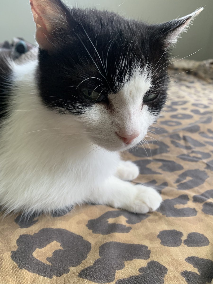 AmazingAcroCats's tweet photo. •skeptical• of Newt being extra cute today...
#acrocats
#jaxacrocat https://t.co/YoZMdCKKES