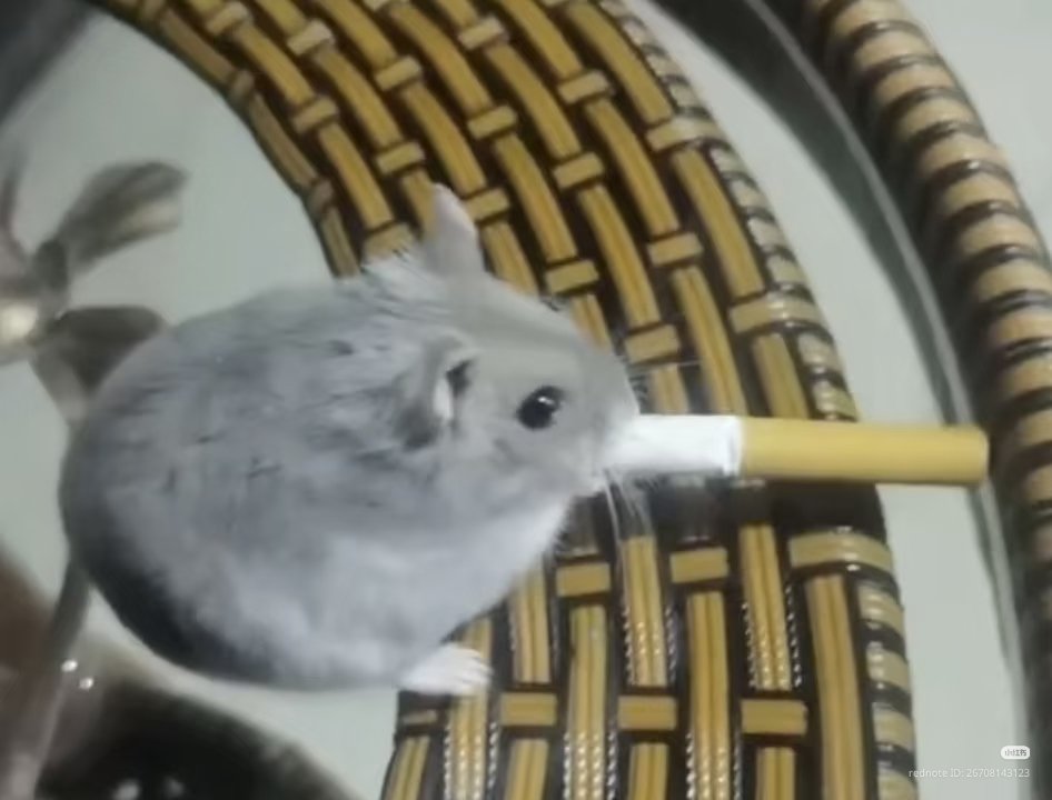TweetsOfHamster's tweet photo. Smoke 😭 nooo 😭 https://t.co/yDmc5Ou3F0