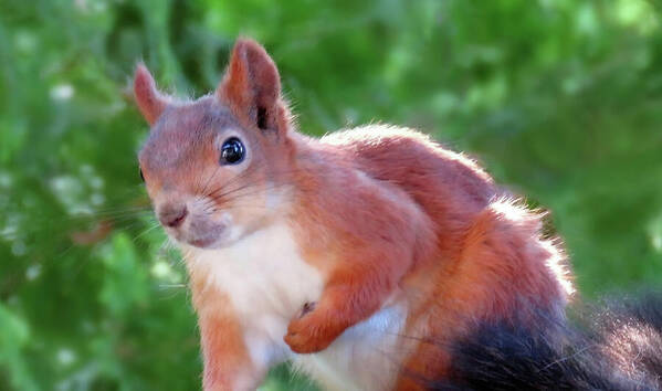 HurmerintaArt's tweet photo. One of the cutest squirrels I have seen.
https://t.co/nvgcZNaVVX
#squirrel #animalphotography #cuteanimal #wallartforhome #beautifulcards https://t.co/pCaPesaBzS