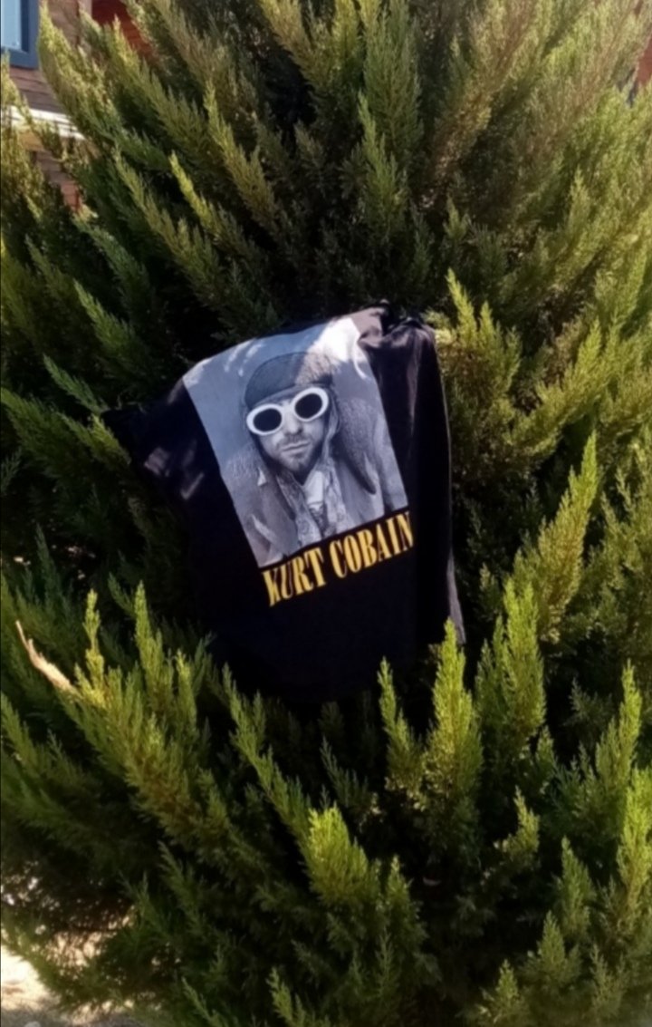 serdaraydin70's tweet photo. Bir çam ağacında kurt cobain'i gördüm, bana bakıyordu, rüzgar bir şarkı söylüyordu, bu gerçekti... 🤘🤘🤘 Foto by Serdar https://t.co/JXW2ckIoRn