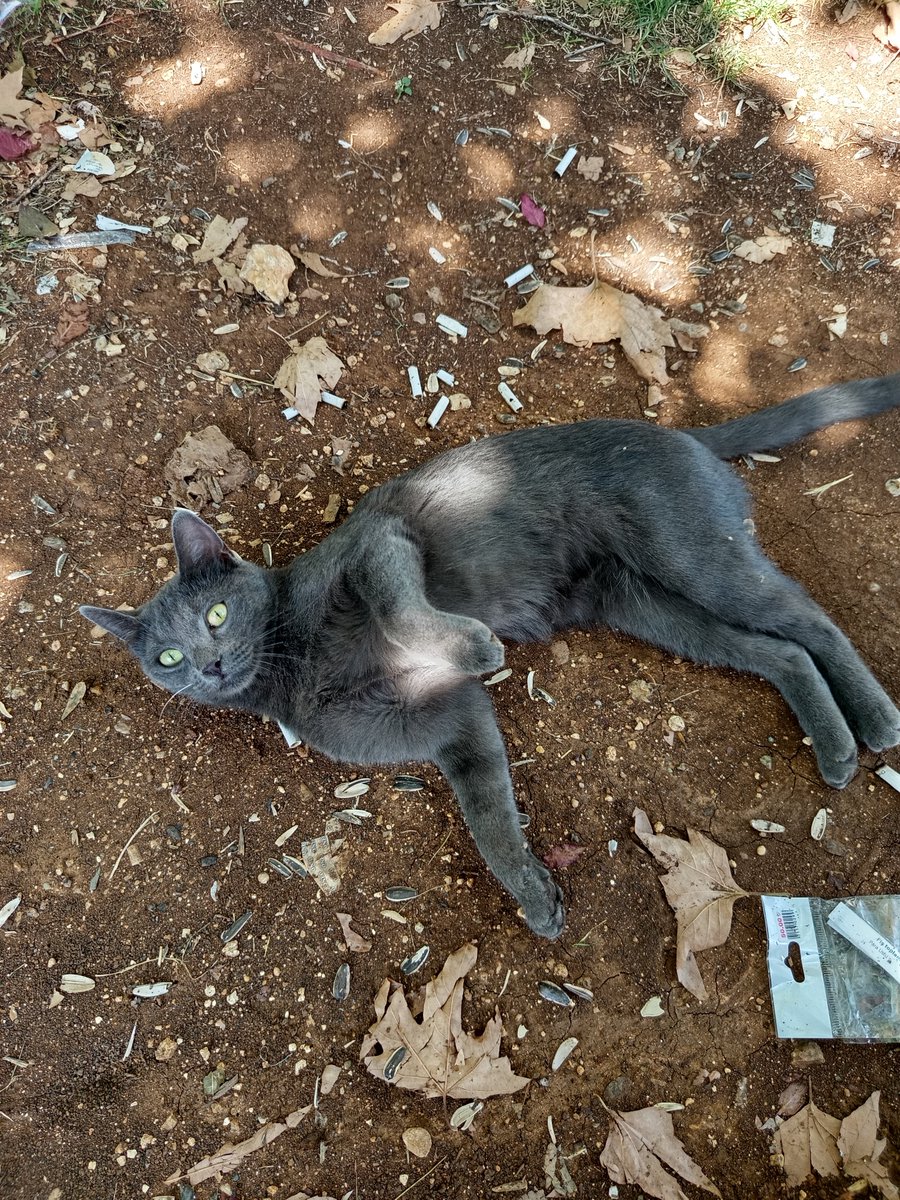 bicansiz's tweet photo. Tanıştırayım bu kedi Arap. Arap'ın yattığı yerdeki pislikler de biricik ve özel olduğu iddia edilen insan formuna ait. Hayvanlar bu sözde insanlardan daha temiz. https://t.co/UjtZocCwCa