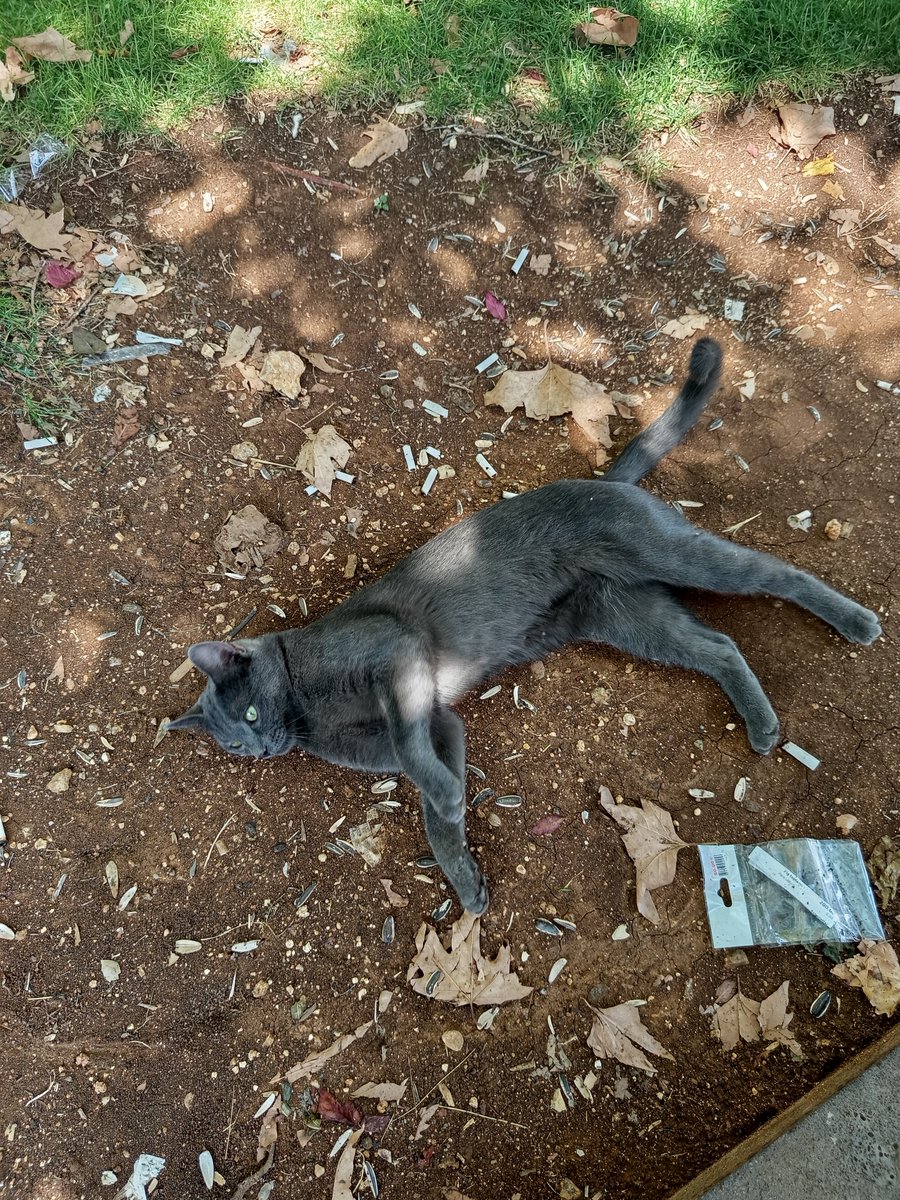 bicansiz's tweet photo. Tanıştırayım bu kedi Arap. Arap'ın yattığı yerdeki pislikler de biricik ve özel olduğu iddia edilen insan formuna ait. Hayvanlar bu sözde insanlardan daha temiz. https://t.co/UjtZocCwCa