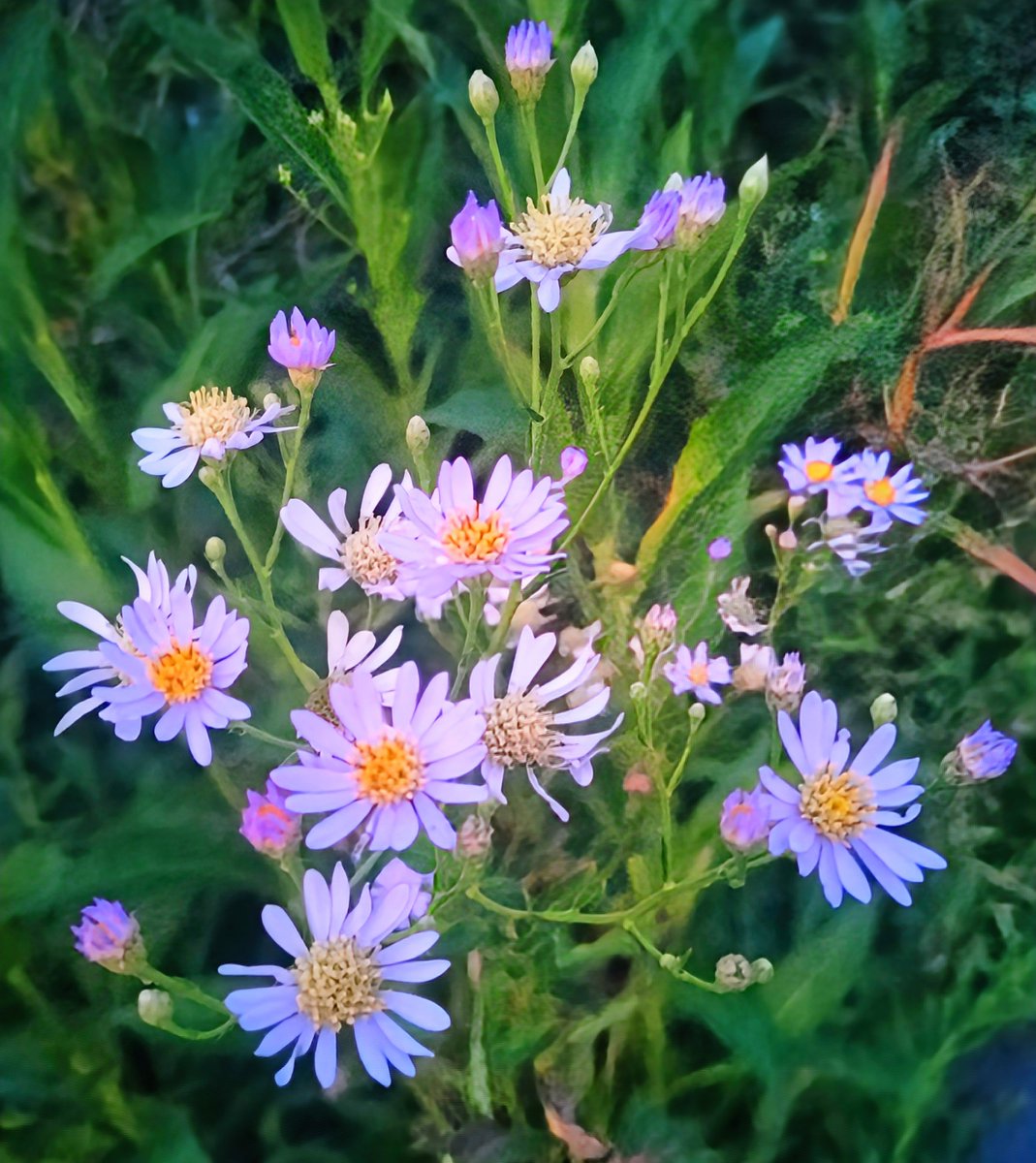 usatanno2525's tweet photo. こんばんは✨🐰
紫苑(しおん)が咲いておりました🌼🍃
みなさまにとって素敵な夜になりますようにm(__)m
【花言葉】
あなたを忘れない、遠くにある人を思う、追憶だそうです🤔 https://t.co/m9QrToPvCz