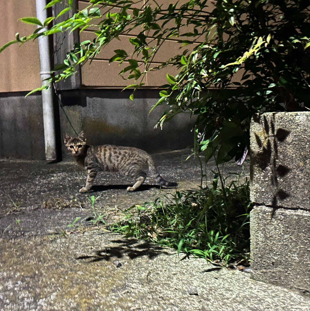 yes_non28's tweet photo. お家の近くに極小ﾈﾁｺいた😭ｶﾜｲすぎゆ😭 https://t.co/qVGBg6emYb