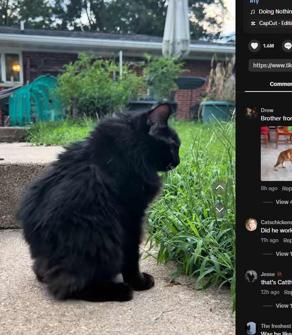 Ni99errrr's tweet photo. 8M VIEWS, 2M LIKES IN 10 HOURS FOR THIS JIMOTHY CAT ON TIKTOK???
HIS NAME IS FURBY WE NEVER RAN HIM
$FURBY - HE IS ALSO NAMED THE SHORTSPINE MEMERS
https://t.co/eVB4fAalXu https://t.co/4bLigs0J4K