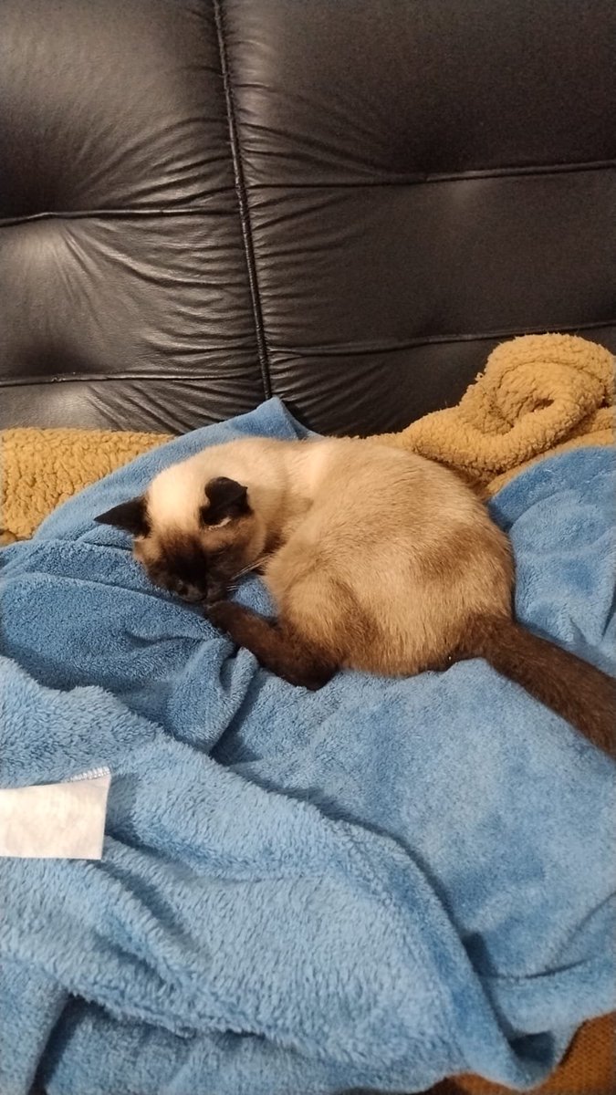 carolnosekai's tweet photo. Em setembro fará dois anos que minha mãe se foi, e desde lá nossa gatinha tem vivido em altos e baixos, sei q logo ela irá também 😕 não consigo aceitar isso, nem sei como viver depois, ela que tem me motivado a permanecer viva... https://t.co/3VbFyYbX8v