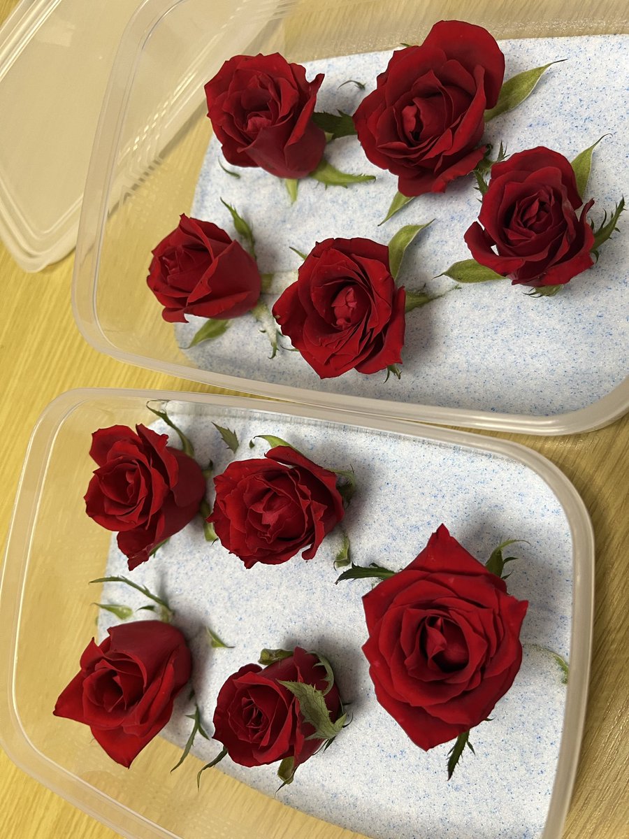 yuuuuui119's tweet photo. もらった薔薇の一部をドライフラワーにしてみようかと！！
うまくいってくれええええ https://t.co/eThsW1blb7