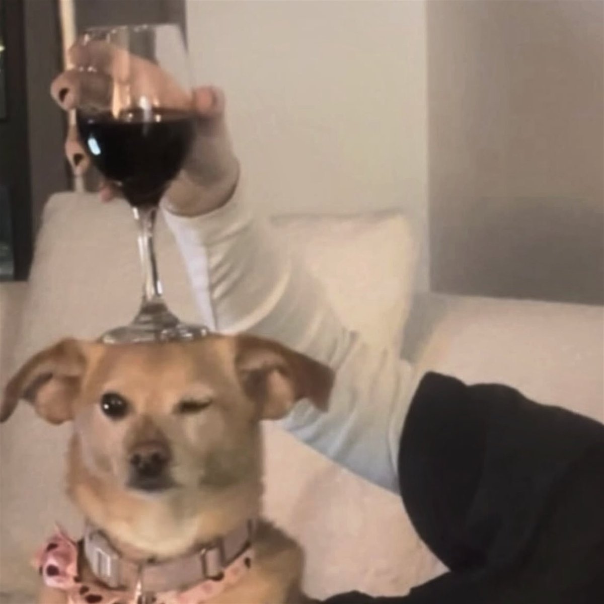krystasalass's tweet photo. i've been eating healthy.ᐟ.ᐟ.ᐟ ~ except this wine -'🍷*⁠.⁠✧ https://t.co/0yrochSMgU