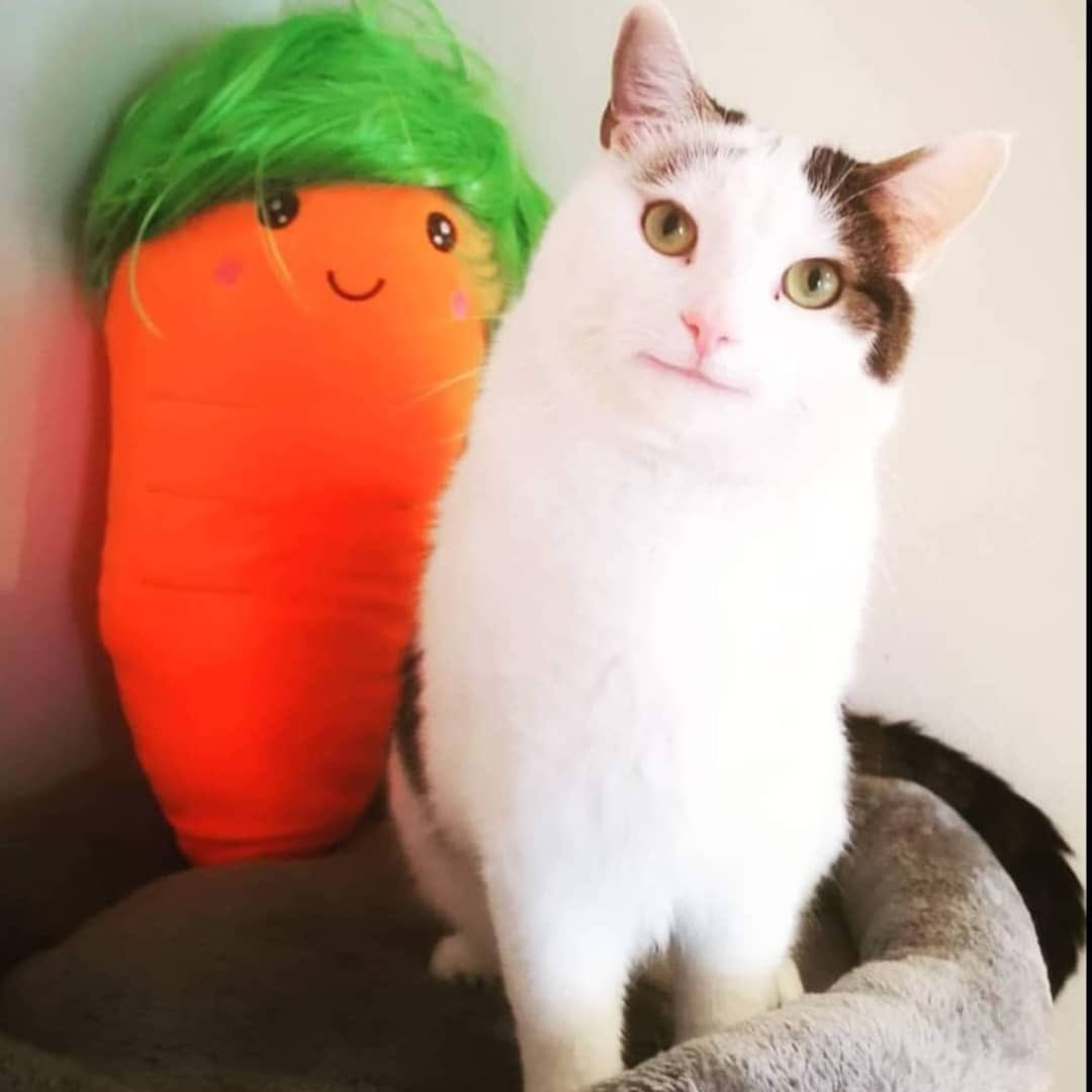 thehoodshit's tweet photo. Hey @hoodbrunos launch COCO with ticker COCO on blank https://t.co/Q7cGGXrjms