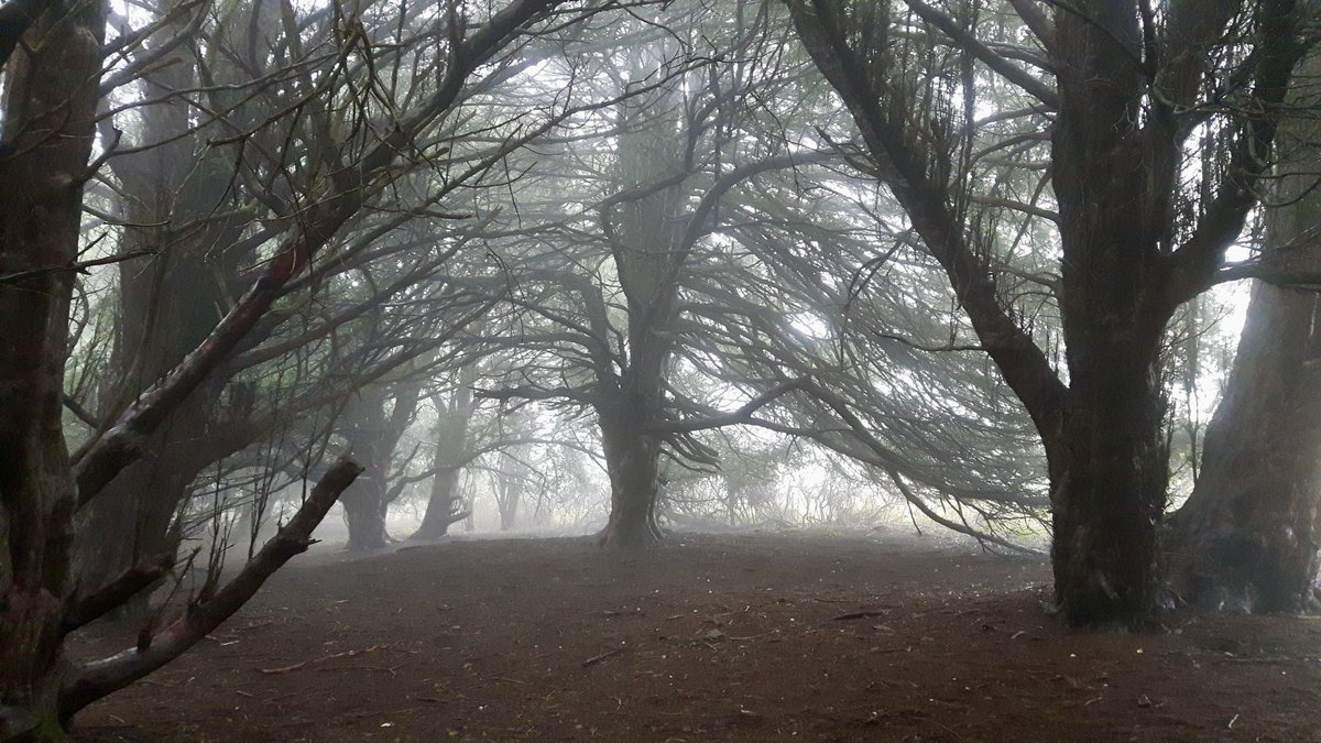 WanderinPilg's tweet photo. A cold misty morning at Old Winchester Hill, January 2016. https://t.co/zjlVtKPJnu