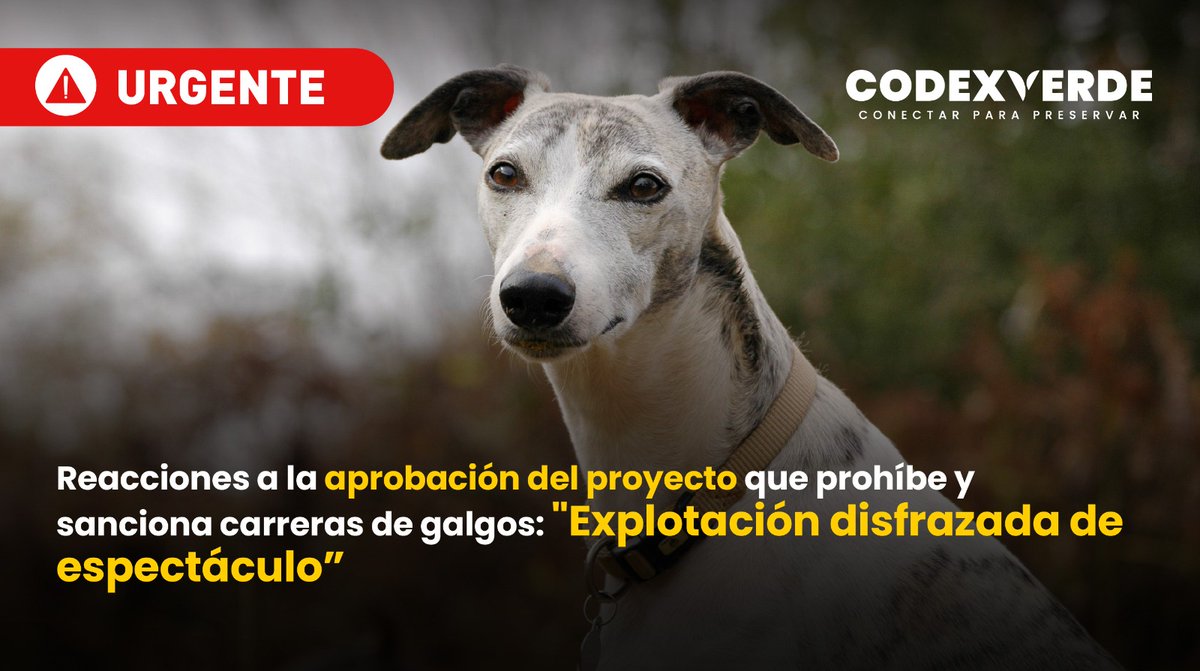 CodeXverde's tweet photo. 🚨La medida, visada en su primer trámite constitucional, busca proteger a los galgos de los malos tratos y abusos a los que son sometidos en el marco de esta práctica. Asimismo, se rechazó una segunda iniciativa que buscaba regular las carreras de galgos en vez de eliminarlas https://t.co/rucjj3Bmn6