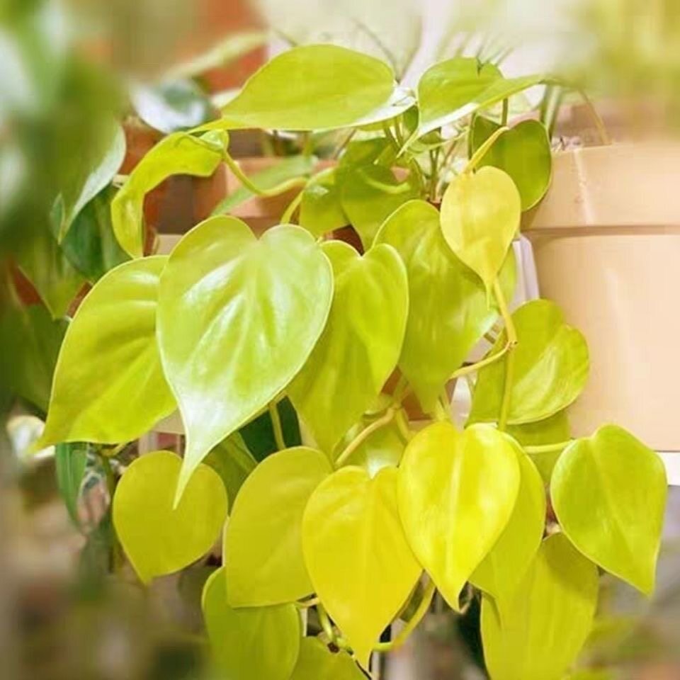 alicia09wm8's tweet photo. Keep your pothos thriving! Water only when the top 2 inches of soil feel dry, and place it in bright indirect light. A low-maintenance perfect pick for new plant parents! https://t.co/noPZ6ZgRyU