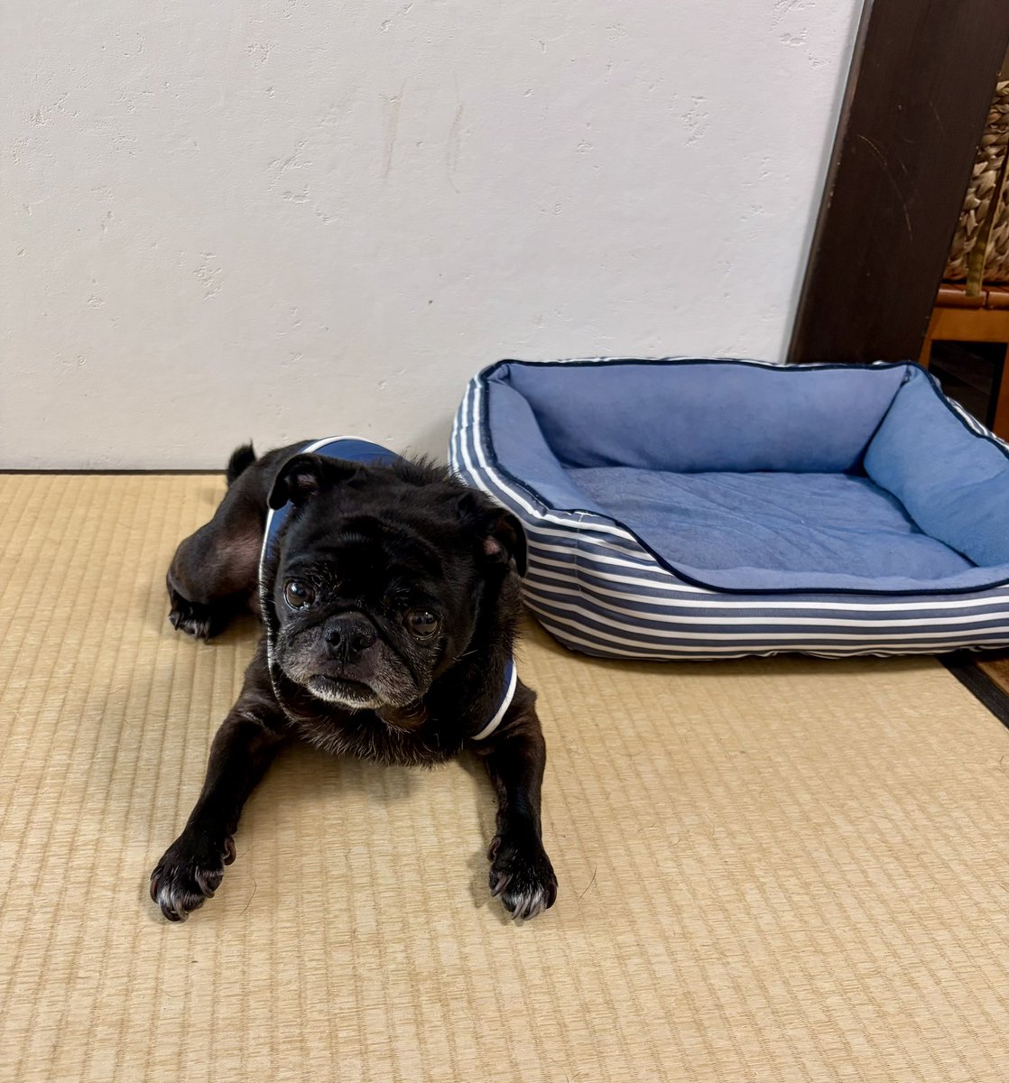 bilo's tweet photo. あえてクッション使いませんよ！あえてね🐕‍🦺✨️ https://t.co/surQn9BIBv