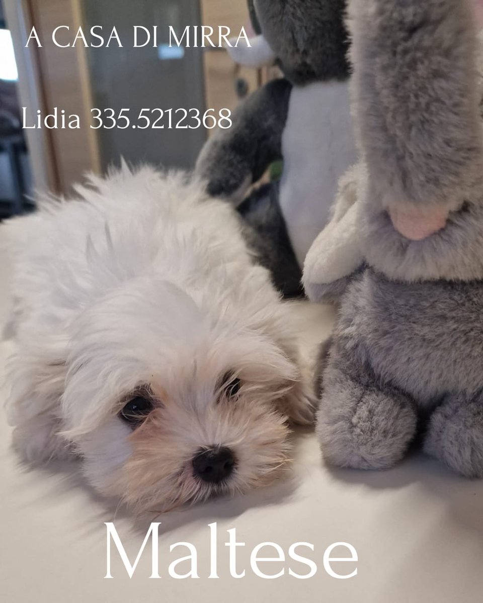 casa_mirra's tweet photo. Cuccioli disponibili x info Lidia 3355212368 https://t.co/zUWNq9NPsG
#dog #puppy #cute #eyes #pet #animal #petstagram #petsagram #dogsitting #dogsofinstagram #ilovemydog #dogstagram #dogoftheday #lovedogs #lovepuppies #adorable #doglover https://t.co/Nma5lPYaI1