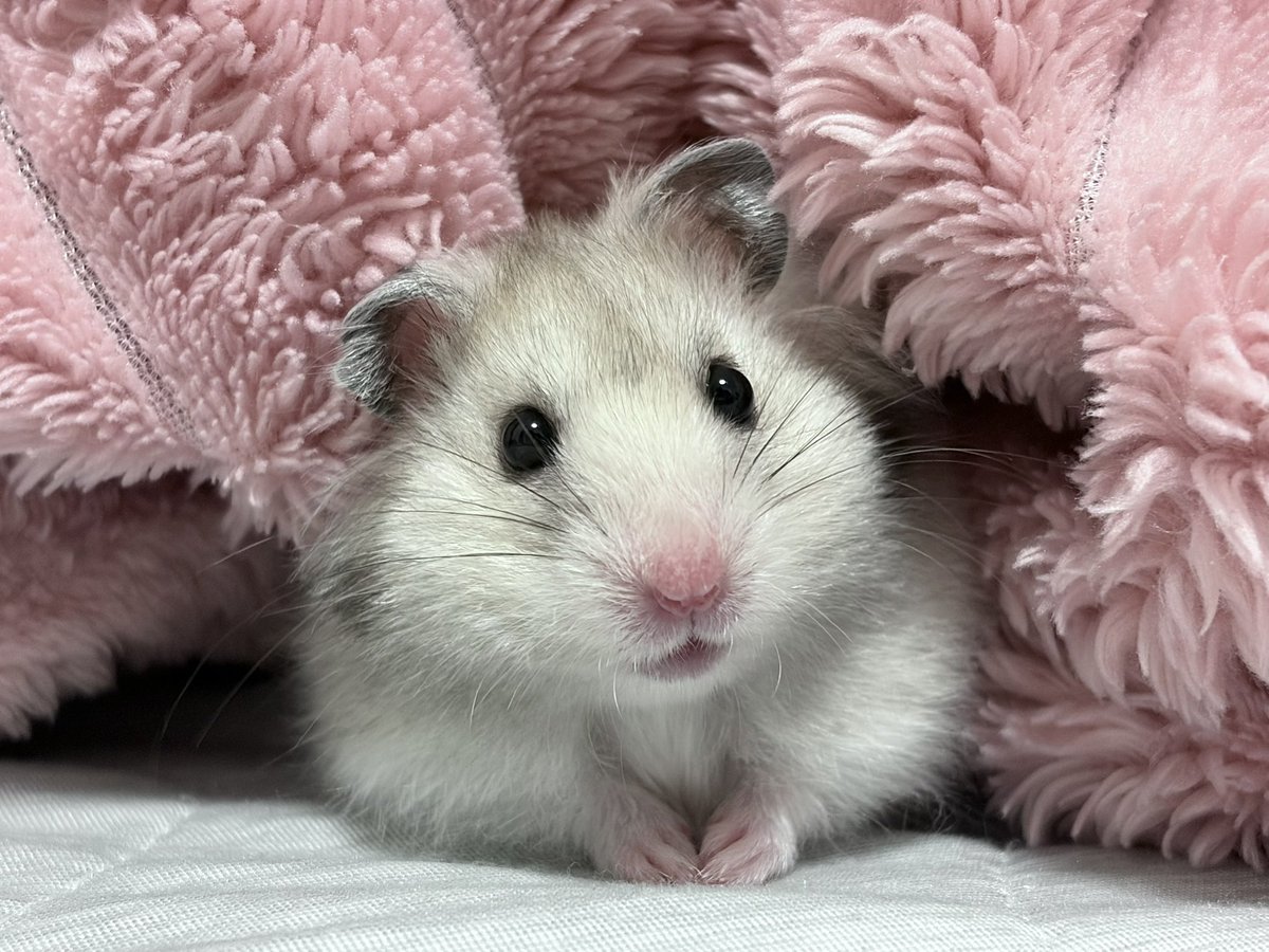 runamonyo's tweet photo. 今日もかわちい🐹💗 https://t.co/XyLDT7BvVj
