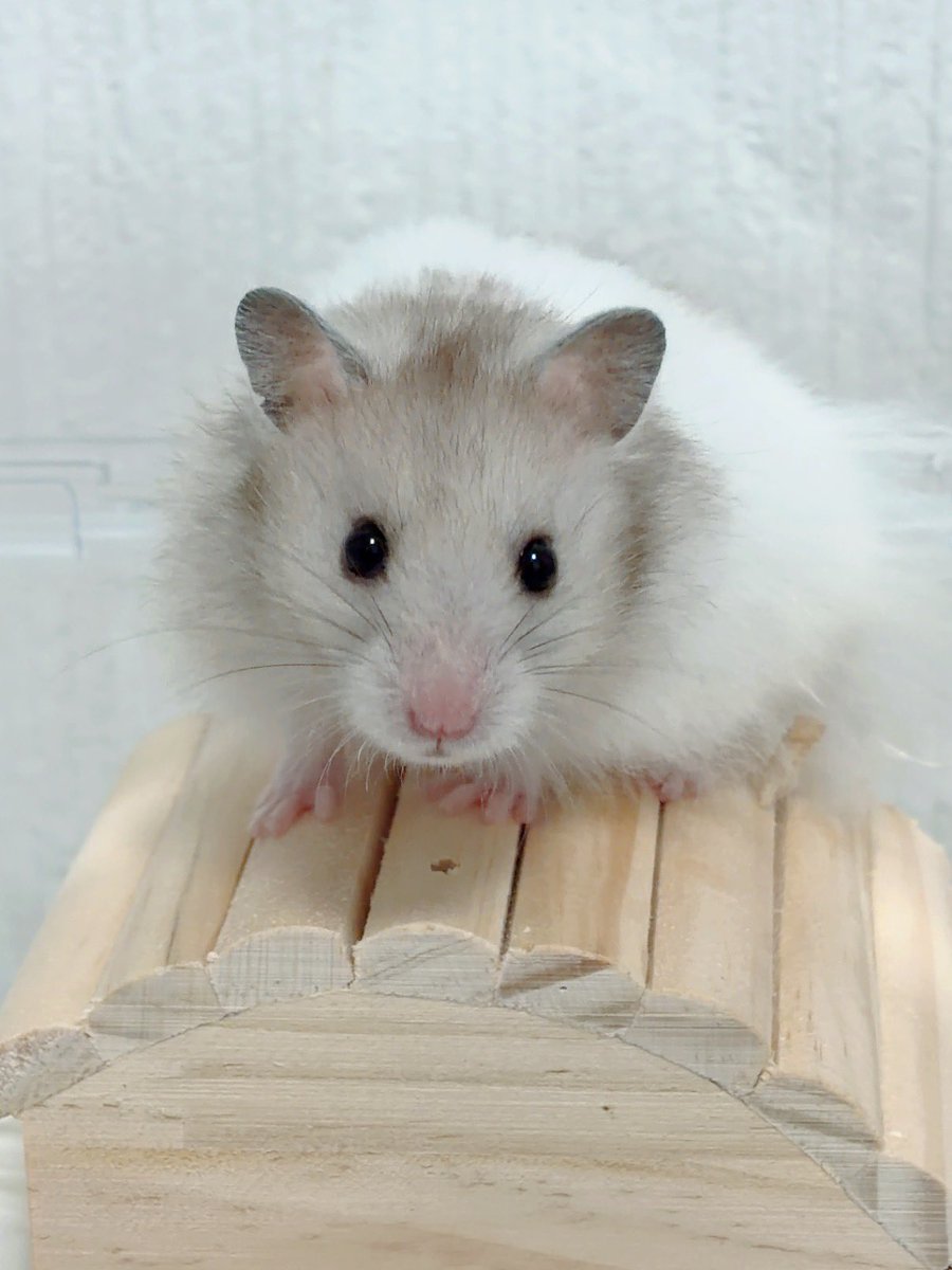 runamonyo's tweet photo. 今日もかわちい🐹💗 https://t.co/XyLDT7BvVj