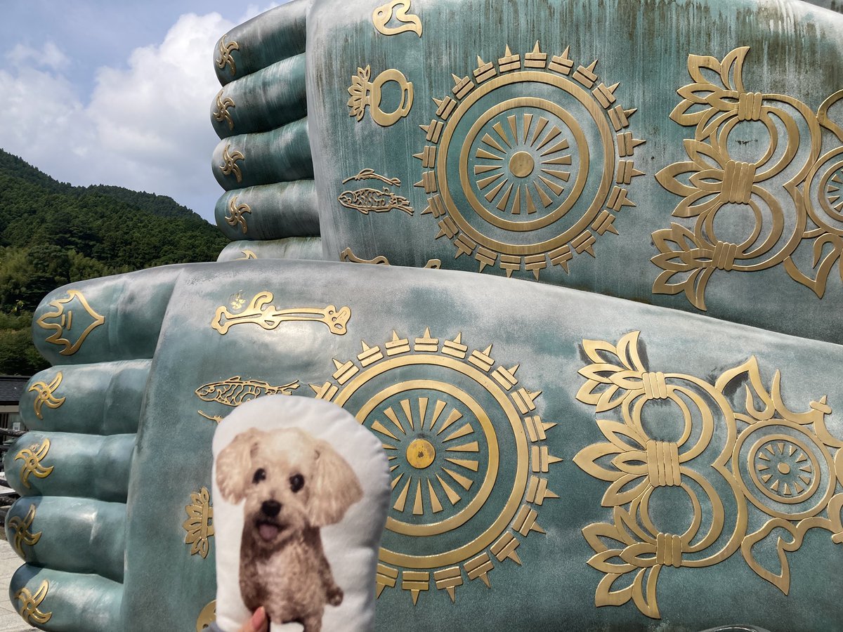 puriyango's tweet photo. 九州旅行最終日は南蔵院と櫛田神社と中洲をウロウロしたでち〜🐶
南蔵院で凄く大きな大仏様と会ってきたでちよ😳

ぷりん🐶🍮
#しっぽ会
#秘密結社老犬倶楽部天国支部 https://t.co/JY0CH4vTM7