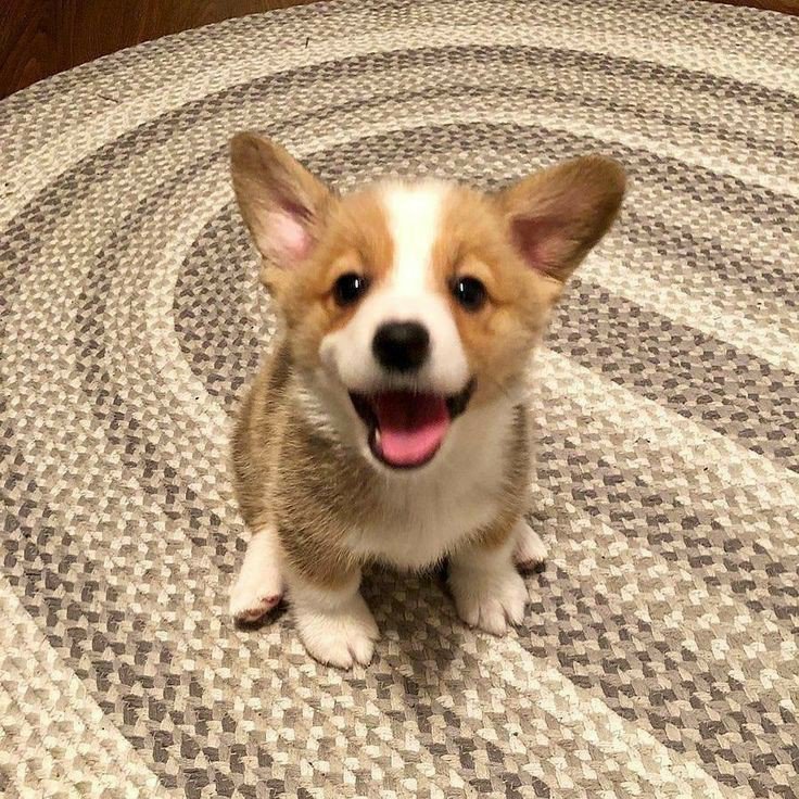 puppies_video's tweet photo. Look at me.....🥰🤗🥰 https://t.co/HDNgJbvhkm