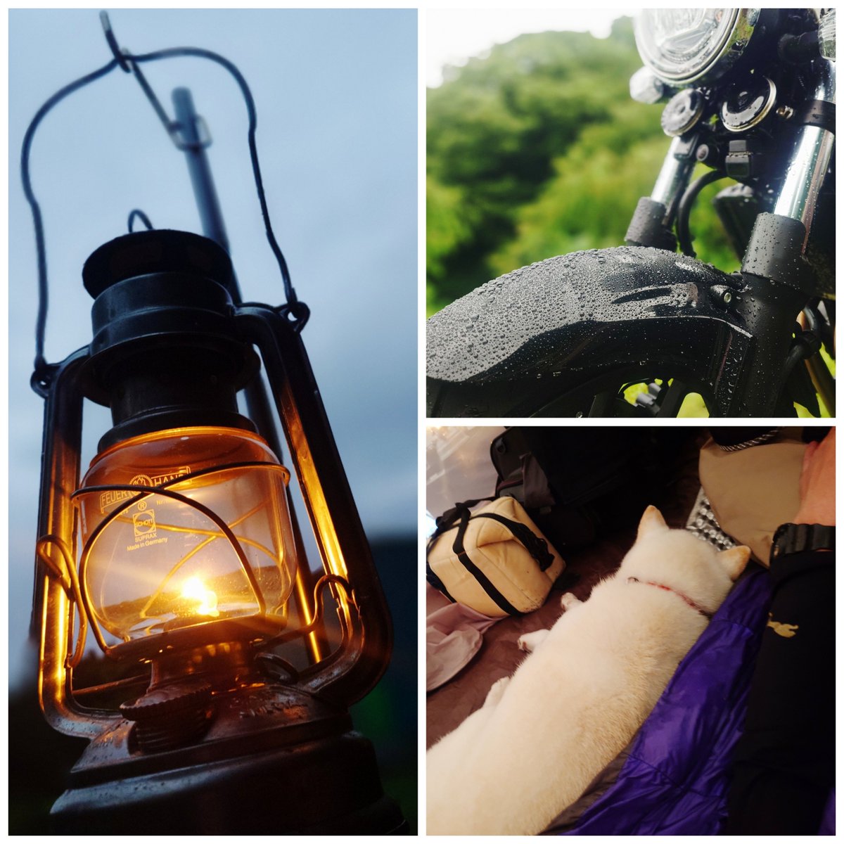 capi_okapi's tweet photo. 白柴、岐阜キャンツー

#柴犬 #犬とツーリング #バイク犬 #キャンプ犬 #shibainu https://t.co/ODp0crdgaX