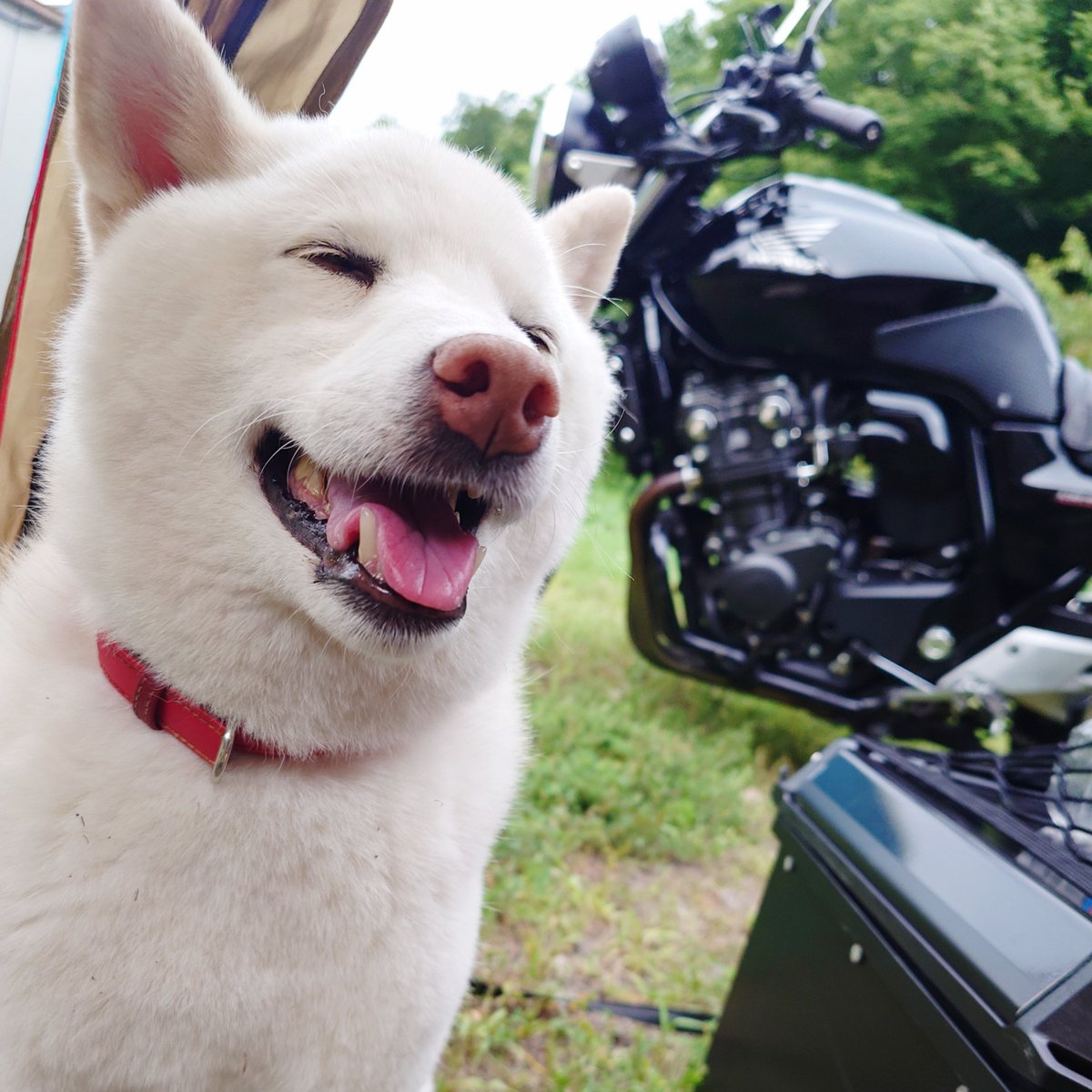 capi_okapi's tweet photo. 白柴、岐阜キャンツー

#柴犬 #犬とツーリング #バイク犬 #キャンプ犬 #shibainu https://t.co/ODp0crdgaX