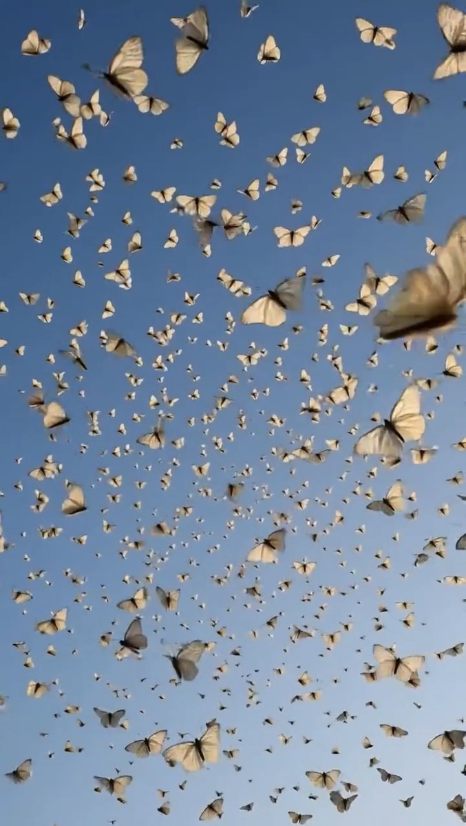 lunecrumbss's tweet photo. sea of butterflies 🦋 https://t.co/LZOSFfFh0v