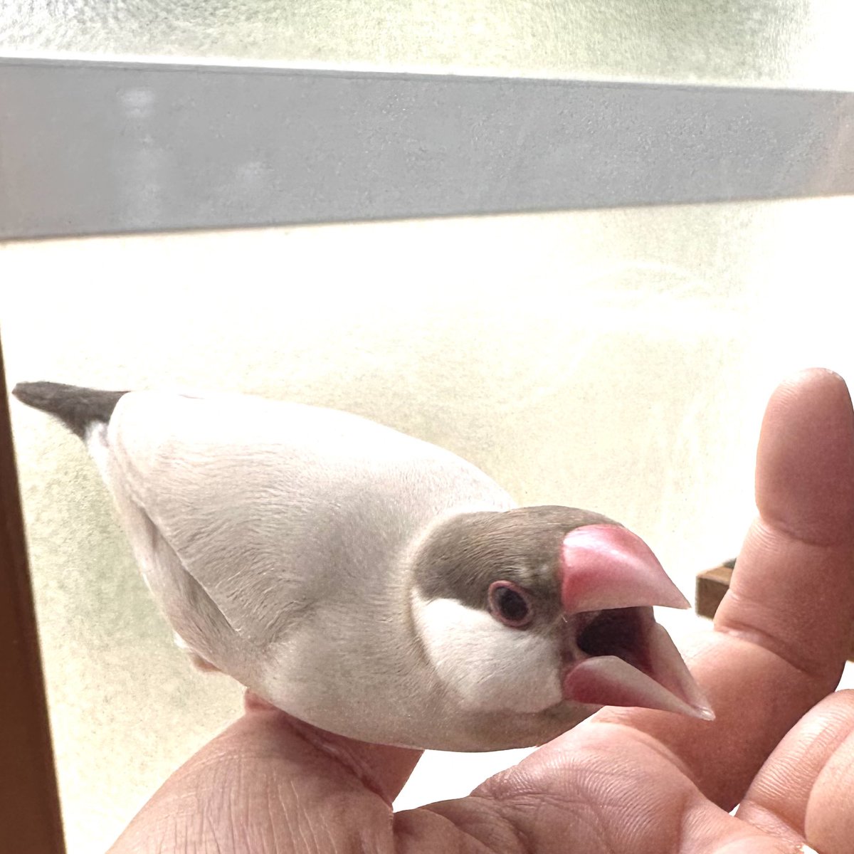 rcorco's tweet photo. わたしの肩の上でケンカを始めるイケブンとマロン
まろちゃん、恐竜顔じゃん…？
ちんぴらじゃん？ https://t.co/1g2NrXDpCT