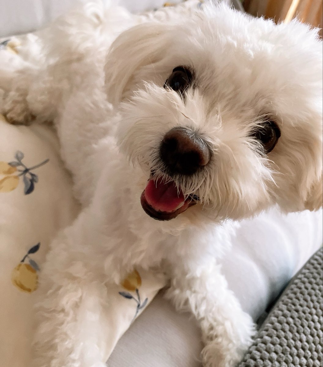 ginchan_kakipea's tweet photo. こんばんは🐶😊
今夜はお風呂入れて🛁
明日いよいよ手術行ってきます💪
応援よろしくでしゅ〜💪🐶 https://t.co/efzLIdEaWf