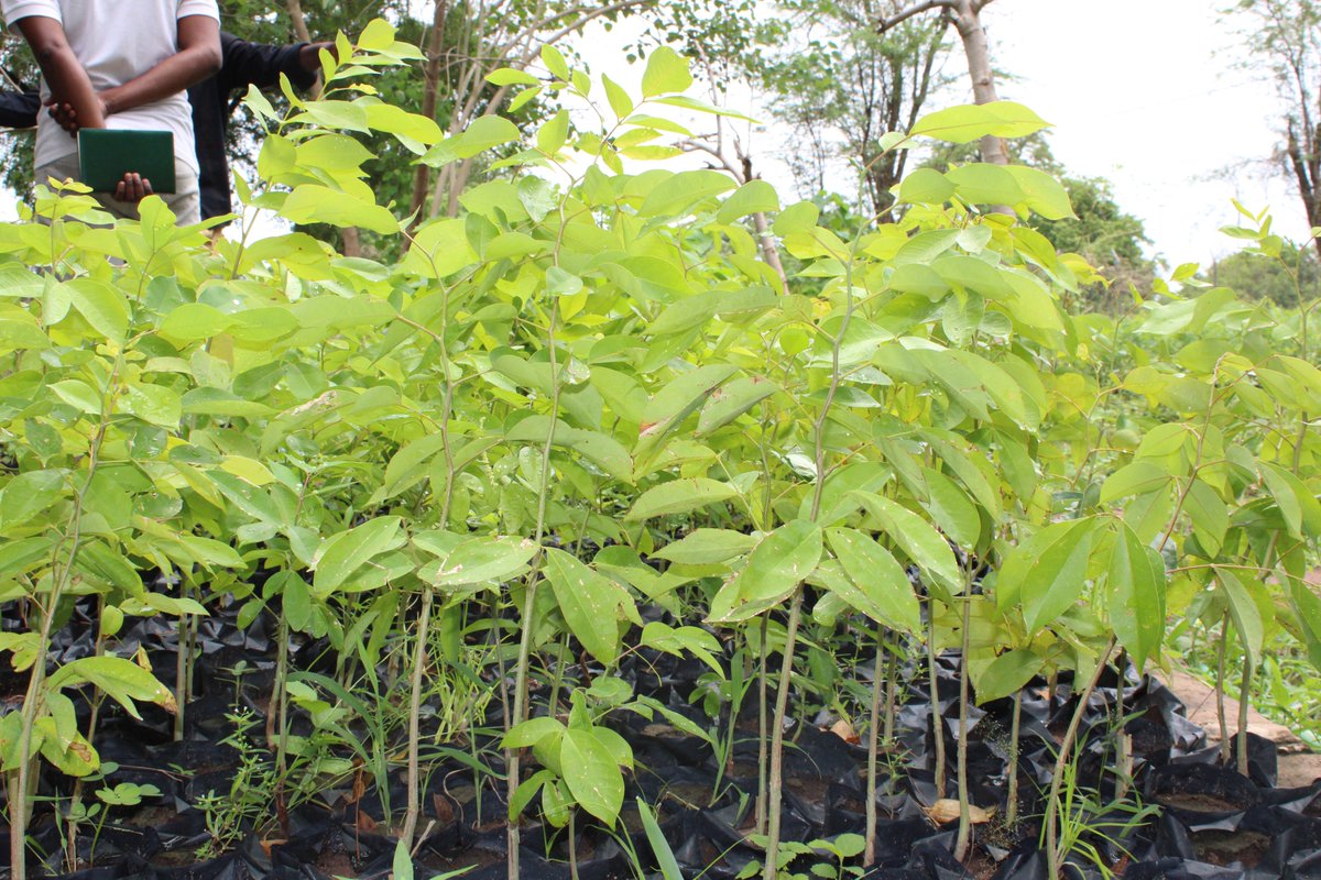 P2P2rs's tweet photo. @P2P2rs in collaboration with the Dep't of Forestry has nursed 20,000 assorted seedlings in preparation for a mass tree-planting exercise under the project’s afforestation program.
The nursery includes Khaya Senegalensis, Cordyla Africana, Khaya Ivorensis &amp; Carposilicifolius. https://t.co/T3PzX9pVCG