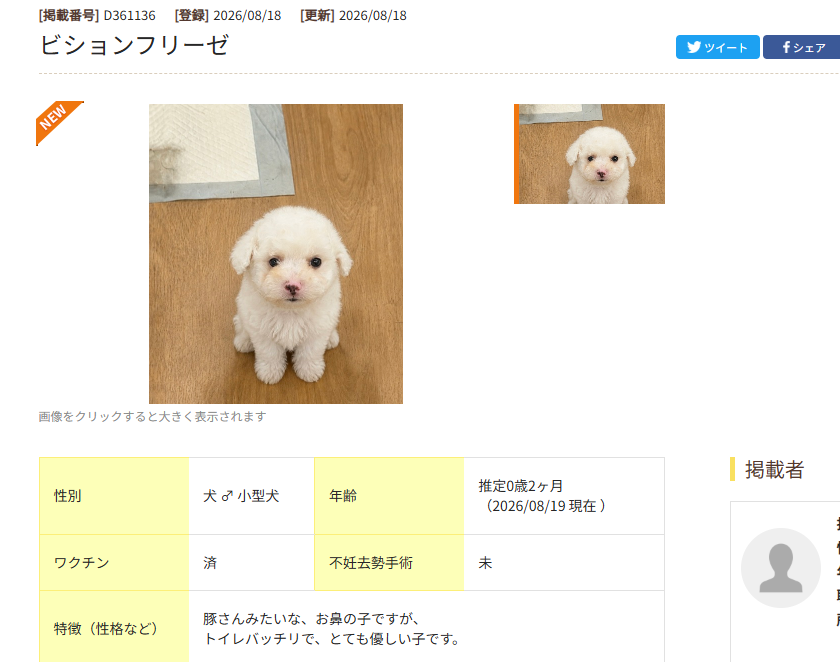 DevWizardxbt's tweet photo. IS THIS NOT THE NEXT BILLY ????'

All comments say its like billy in girl

its perfect dog runner , is identical vibes like milly

this lil pup is going giga viral with 1.2M views in just 8 hours   is this the new milly cute dog runner?

https://t.co/LiuyLWzRBZ

Proof here
https://t.co/Gxc4oRr7mV