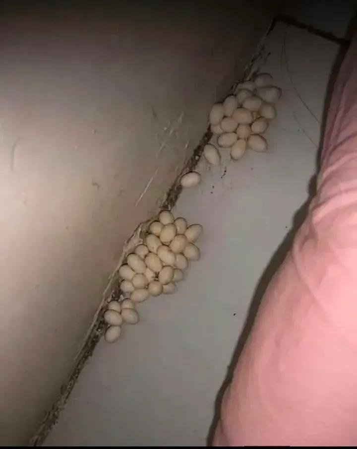 Harleyspice_'s tweet photo. GUYS, I almost woke my husband up screaming because I thought there was something ALIVE under my bed. 😭 It was late, I was already lying in bed when I started hearing this weird little noise coming from underneath. Really quiet. 
At first I thought, “Oh great… some kind of bug got in here.” I grabbed my phone, turned on the flashlight, and slowly leaned over to look. The second I shined the light under the bed, I FROZE. 😳 
There was a WHOLE BUNCH of whatever-the-hell-that-was hiding under there😩
And the worst part? I had ABSOLUTELY NO IDEA what I was looking at. I just sat there staring at it like… 😐 Do I wake my husband up? Do I run? Do I just pretend I never saw it and go back to sleep?! 😭What could this be ?😭