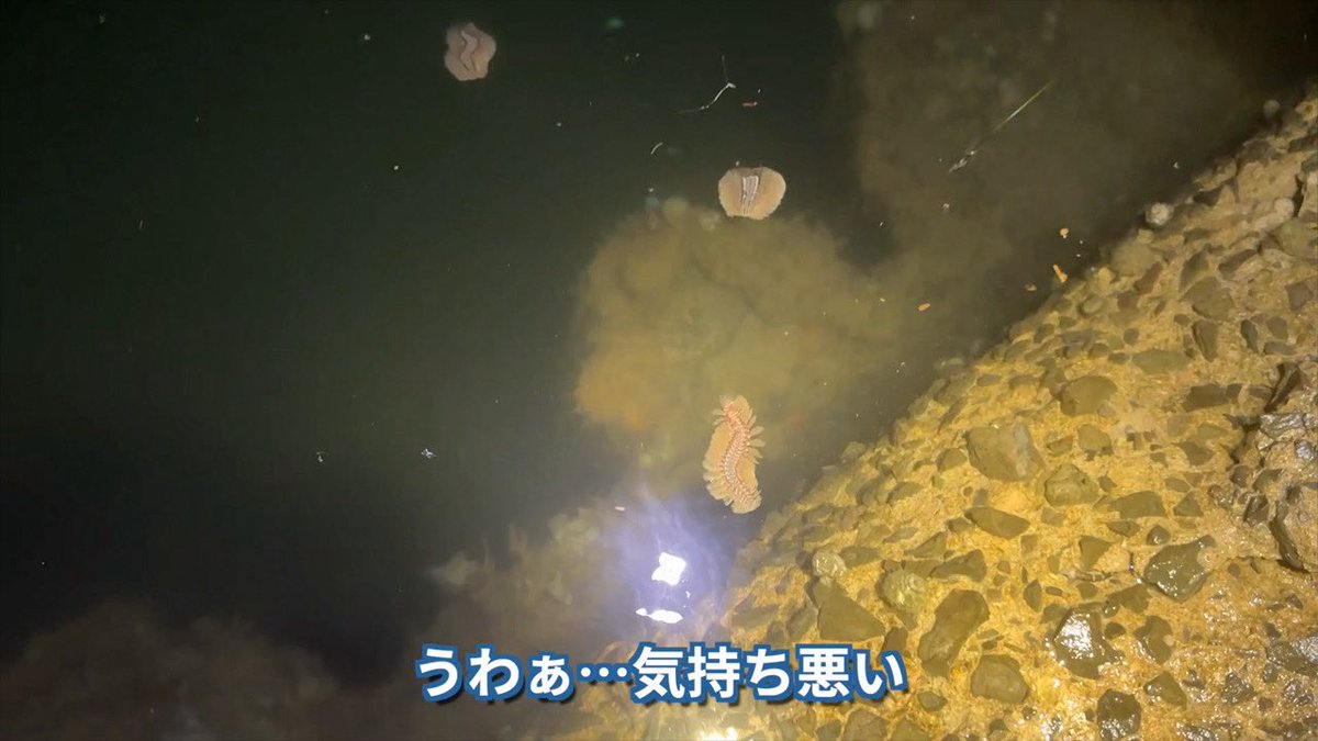 tetsuto_w's tweet photo. 【YouTube】真夏の真夜中、タモ網を握りしめて海に入る怪しい男が独り、狙うは爆睡中の海の生き物たち。寝込みを襲ってあらゆる魚介を捕まえ、その場で美味しくいただきました！ https://t.co/IDuOjAQ6Sl