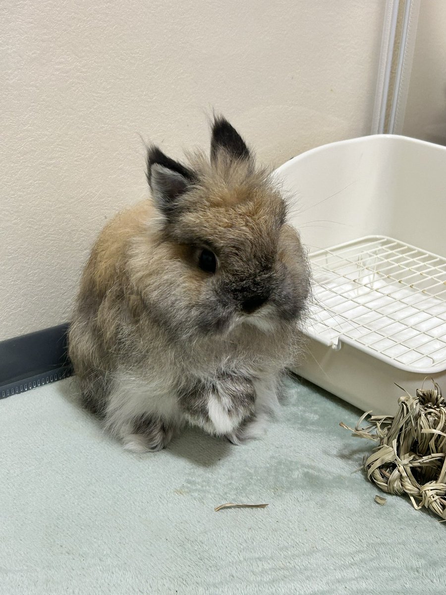 Citrine_25's tweet photo. 何かを察してる

🐰なんかおかぁしゃがみてくる https://t.co/Lbf4MCzlPo