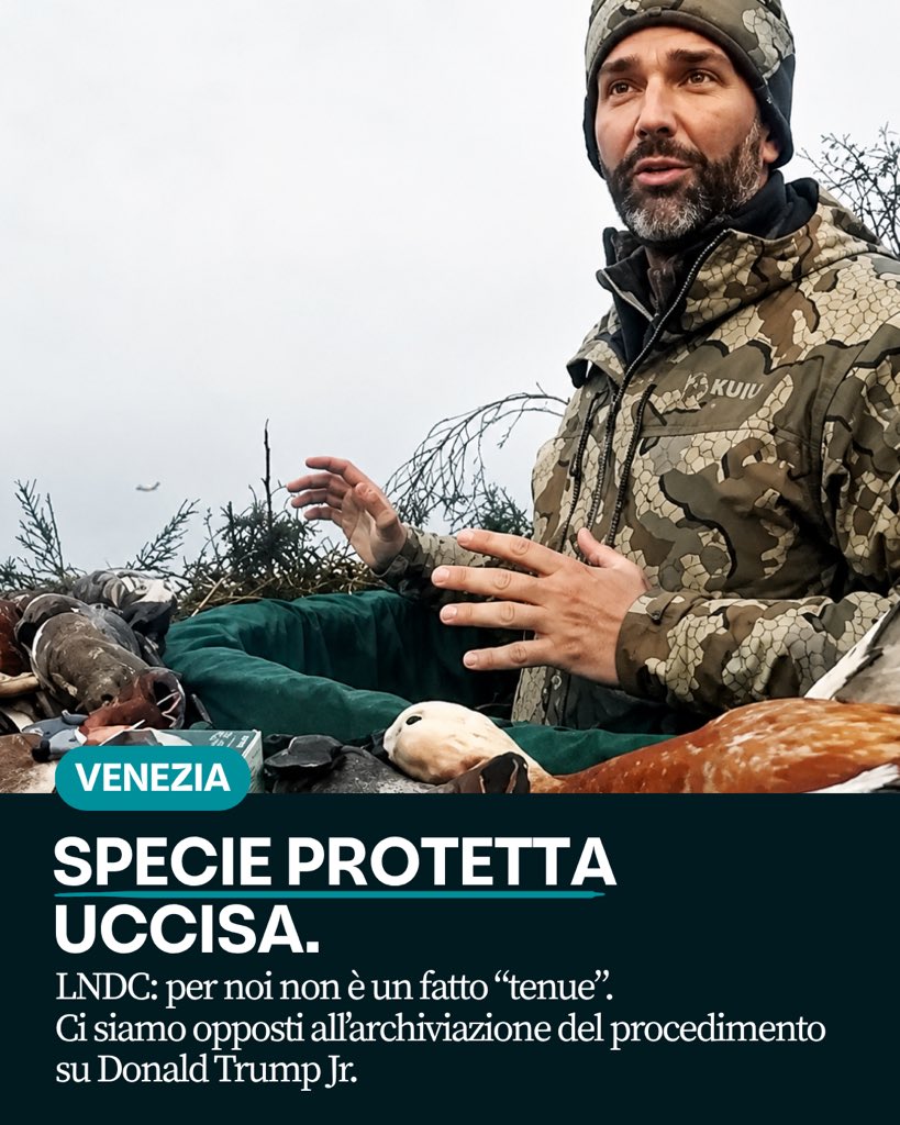 lndc_italia's tweet photo. Vi ricordate della Casarca, specie protetta, uccisa da Donald Trump Jr. durante una battuta di caccia nella Laguna di Venezia?

Ora la Procura di Venezia ha chiesto l’archiviazione del procedimento per “particolare
tenuità del fatto”.
E noi ci siamo opposti. Perché, come sempre, non abbiamo intenzione di lasciare nulla di intentato quando si tratta di difendere gli animali.

La caccia è una pratica orrenda, brutale, crudele. Cacciare significa trasformare animali in bersagli e la loro morte in un’attività ricreativa.

Ma qui c’è qualcosa in più. È stato ucciso un animale appartenente a una specie protetta. Ed è proprio per questo che abbiamo potuto agire legalmente.

Tra gli elementi richiamati nella richiesta di archiviazione ci sono le condizioni di scarsa visibilità dovute alla nebbia e il fatto che sia stato abbattuto un solo esemplare protetto.

Per noi, però, nessuno dei due elementi rende quanto accaduto meno grave.

Se le condizioni meteorologiche non consentono di vedere chiaramente, non si spara. E il fatto che l’animale ucciso fosse “uno solo” non rende più lieve l’abbattimento di una specie che la legge ha scelto espressamente di proteggere.

Un animale protetto non vale meno perché è uno solo. E la nebbia non può trasformare una condotta imprudente in una giustificazione.

Per questo ci siamo opposti alla richiesta di archiviazione e abbiamo chiesto che il procedimento vada avanti.

Non ci interessa chi impugnava quel fucile. Ci interessa che almeno quelle norme che oggi
tutelano la fauna selvatica vengano rispettate da tutti. Senza eccezioni.

Una specie protetta deve essere protetta davvero. Anche quando a sparare è qualcuno di molto famoso.

#LNDCAnimalProtection #DonaldTrumpJr #StopCaccia #FaunaSelvatica