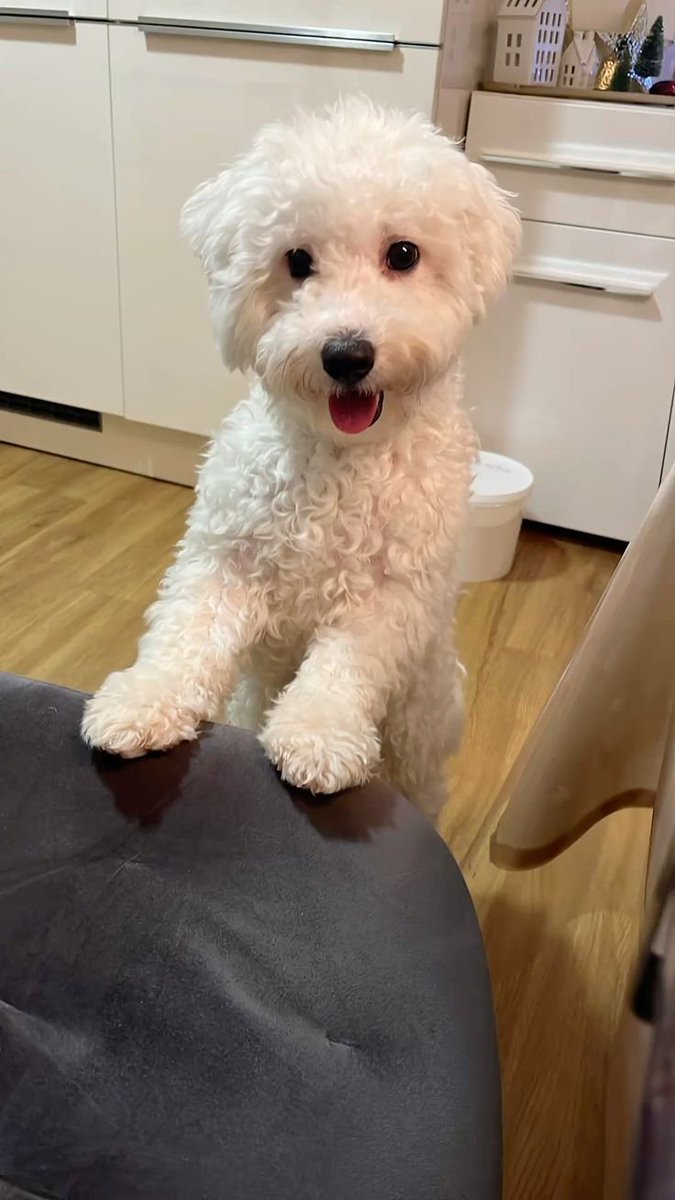 duvertmiiiiaaa's tweet photo. Chienne ou chien 🐶 bah devine en commentaire... https://t.co/6dTAAi0Xh5