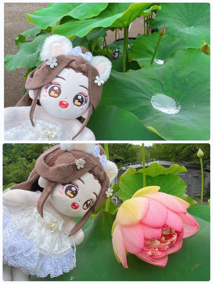 Ririan_77's tweet photo. 🪷リェンリェンの蓮レポート🪷

雨が止みましたよ〜
蓮さん、元気を出してね🪷✨

#MXTXぬいのいる生活 https://t.co/CgXNq8RNJG