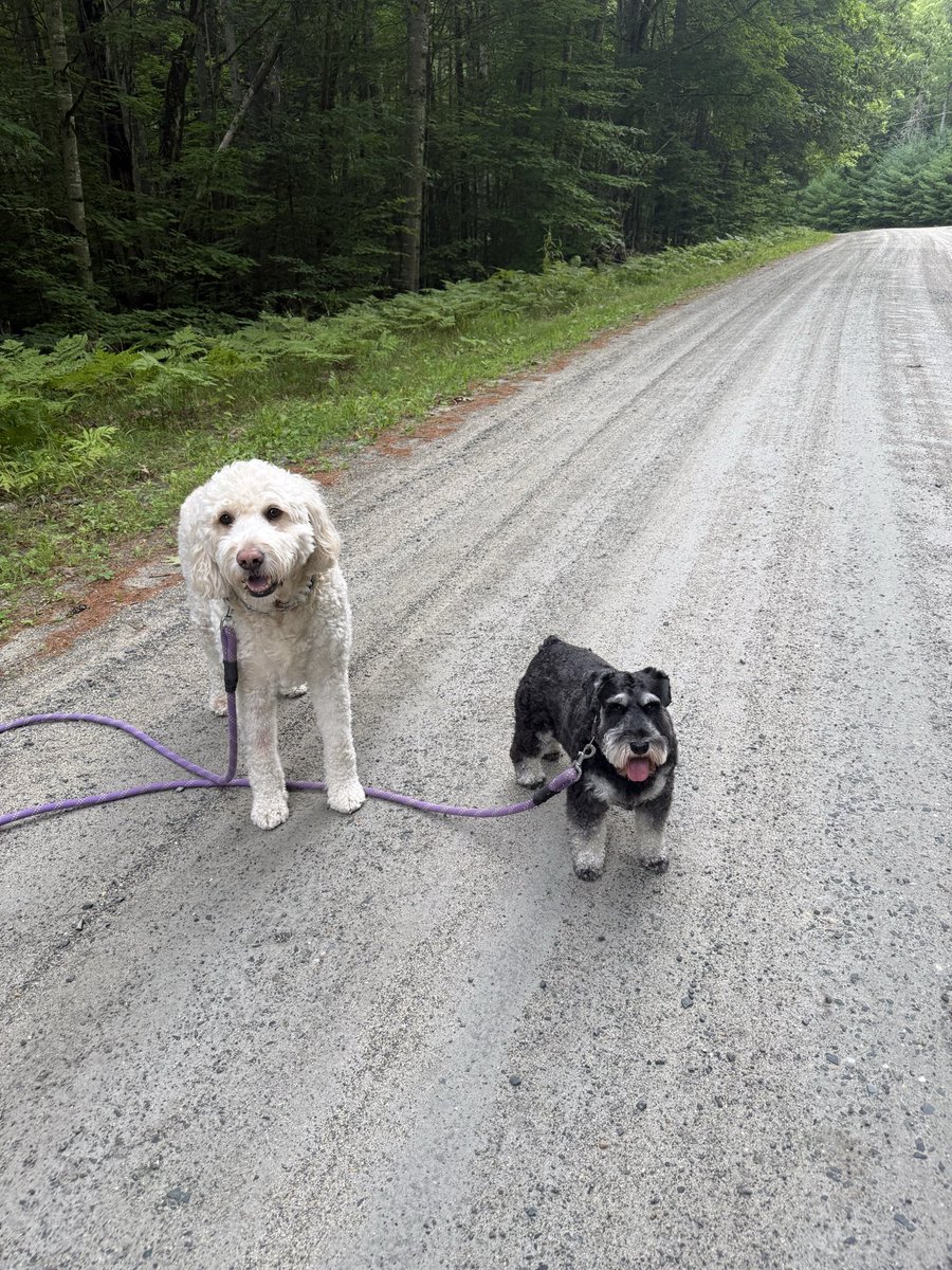 GusPeaches's tweet photo. @kristine_stone Vermont summer winding down! Full of highs and lows just like life! Loved hearing Dylan on walk this am! https://t.co/Y26xEHi7Az